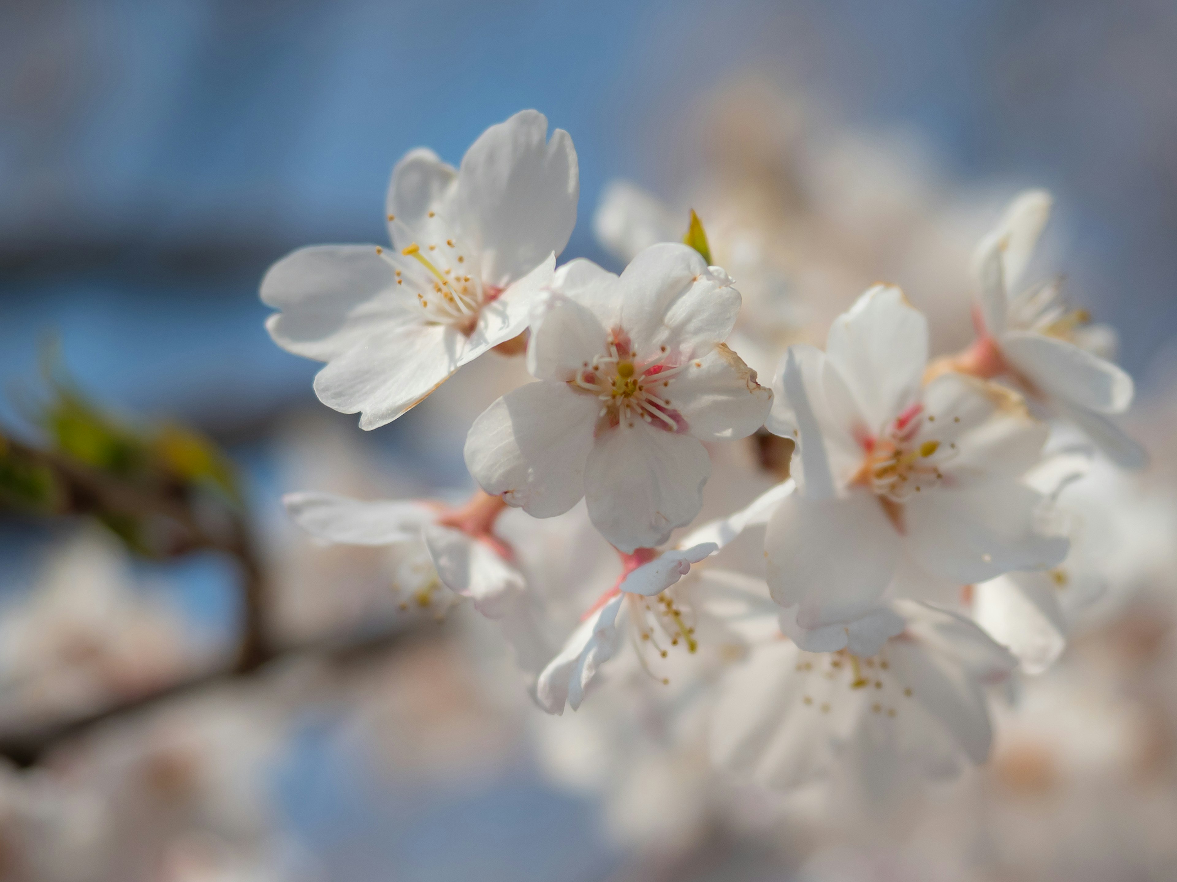 Bunga sakura mekar di bawah langit biru