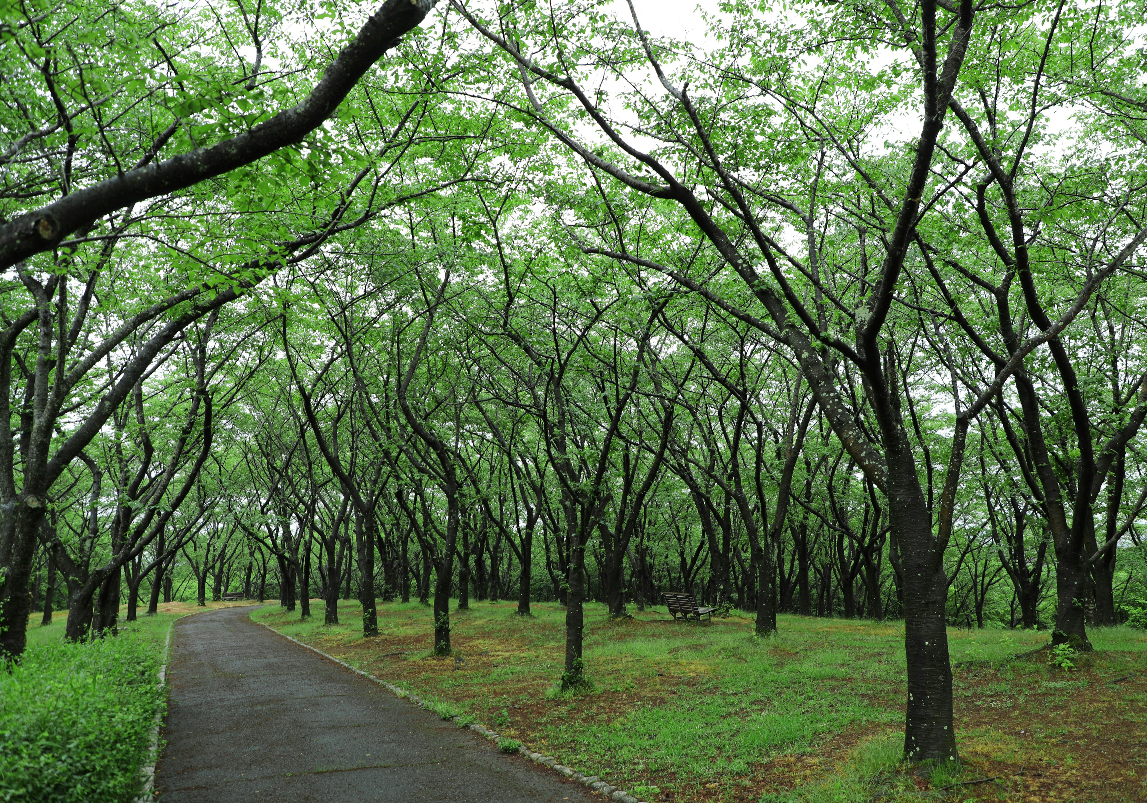 Paesaggio forestale con alberi verdi che costeggiano un sentiero