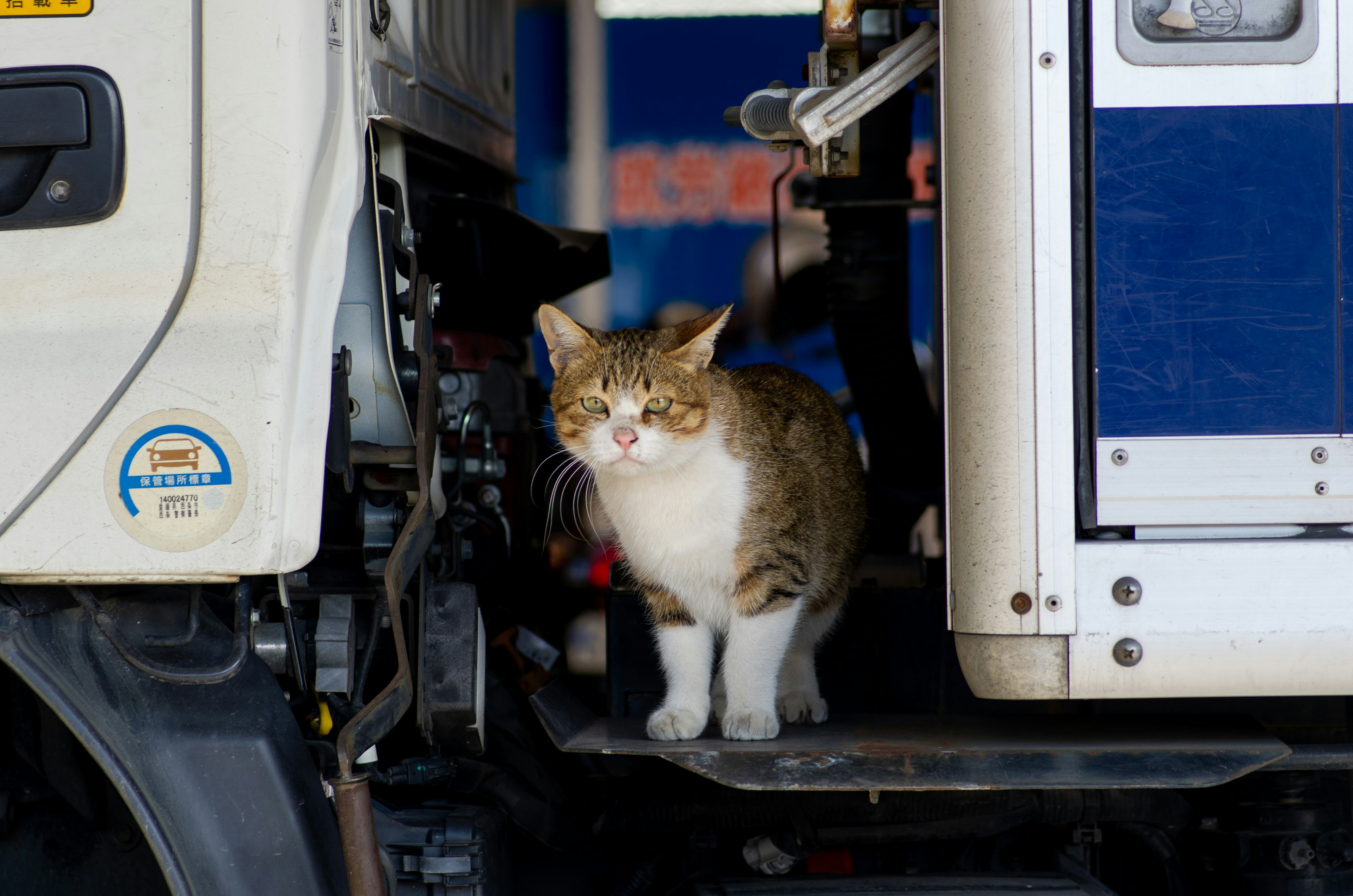 Gatto marrone e bianco in piedi davanti alla porta di un camion