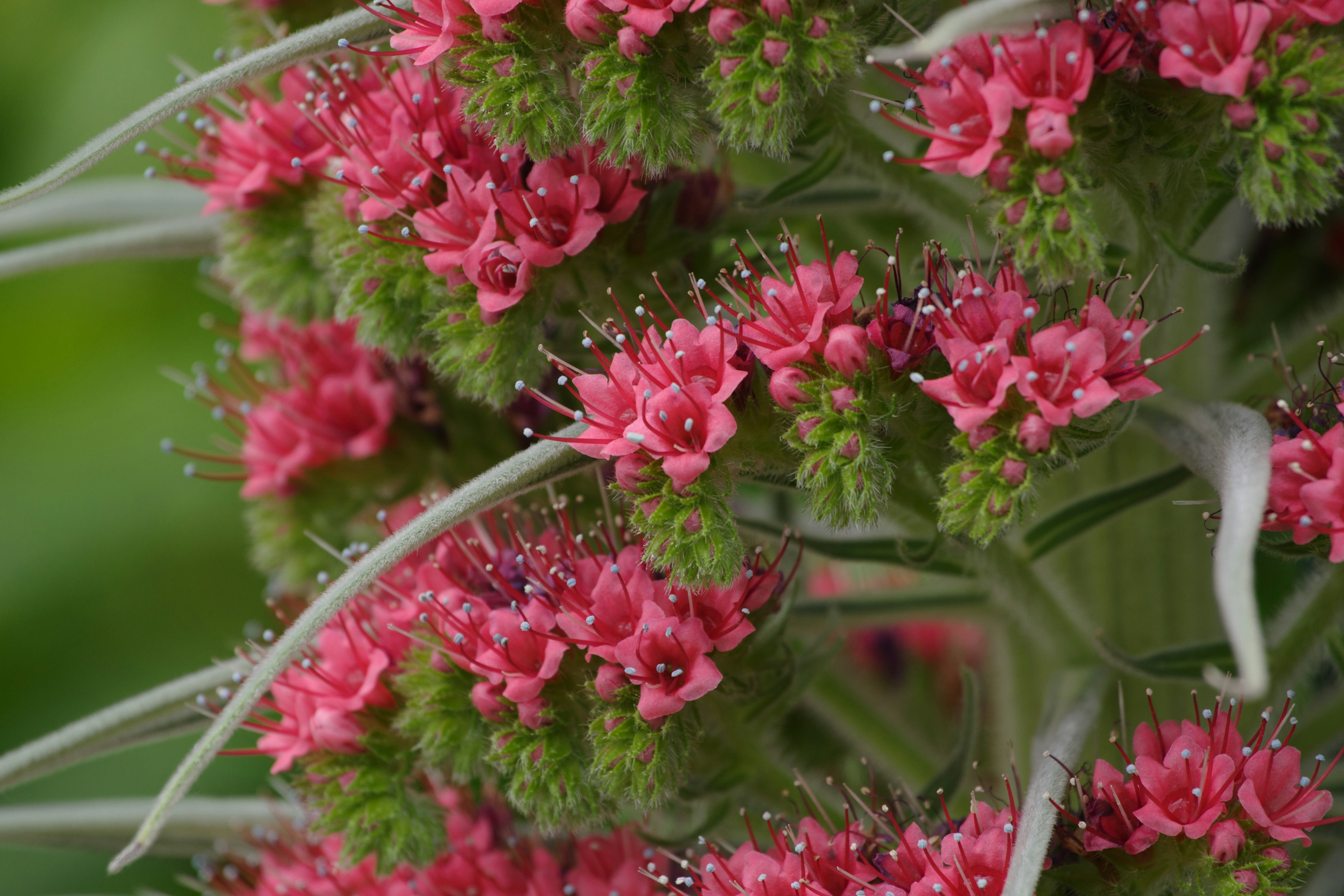 Une plante avec des fleurs roses vives entourées de bourgeons verts