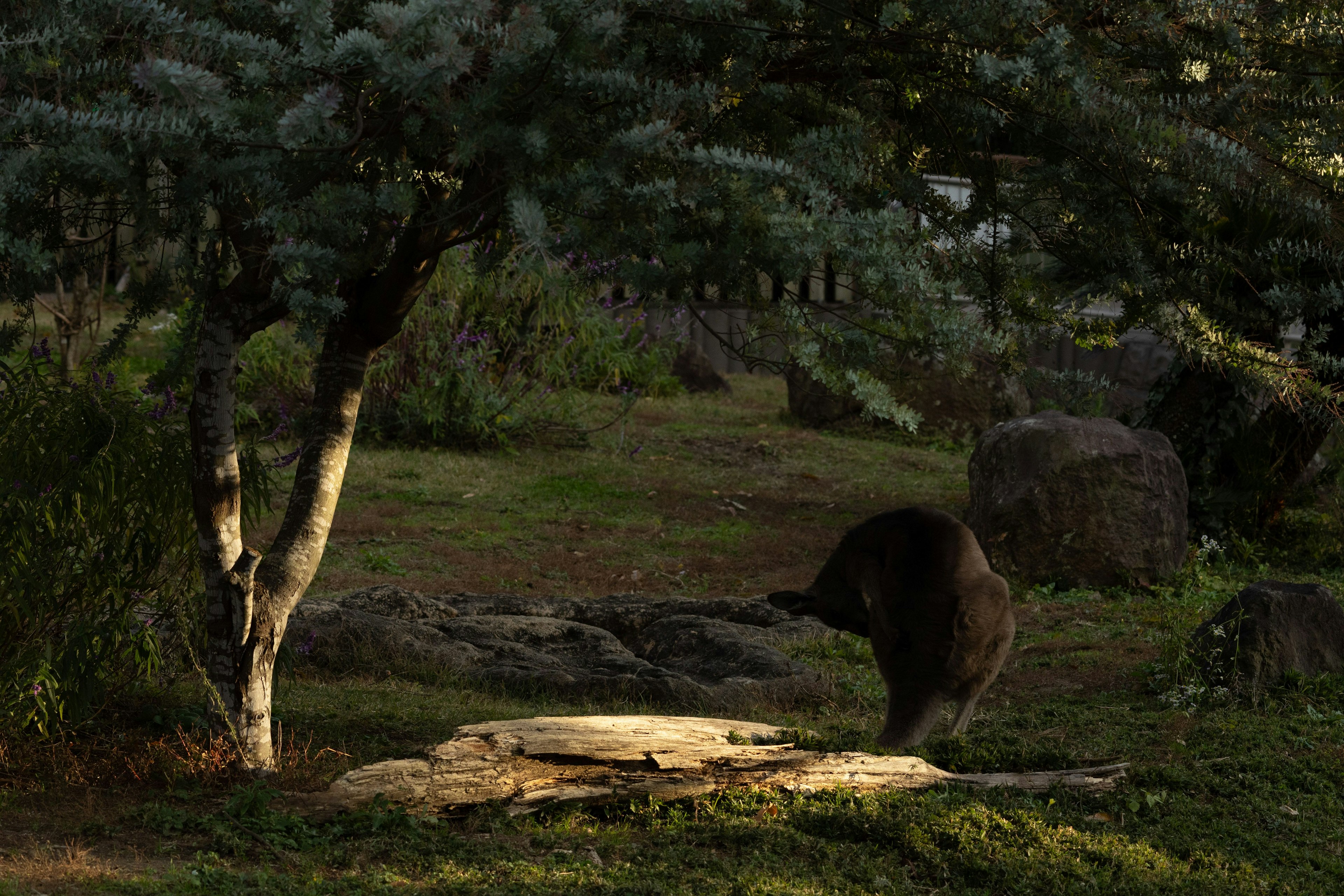Un ours jouant sous un arbre dans un cadre naturel