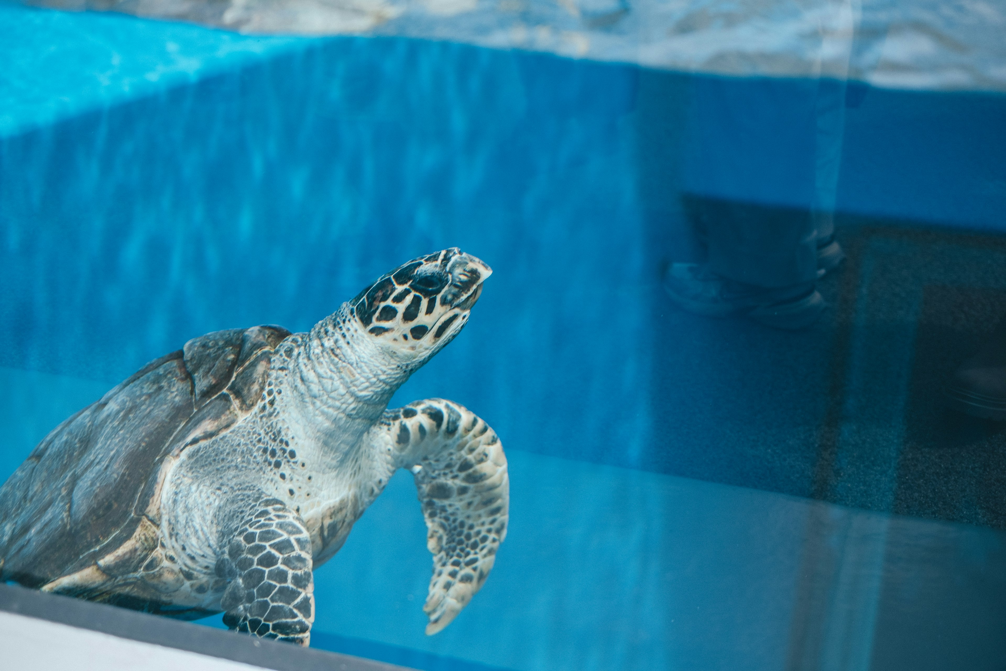 Eine lebendige Meeresschildkröte schwimmt im klaren blauen Aquariumwasser