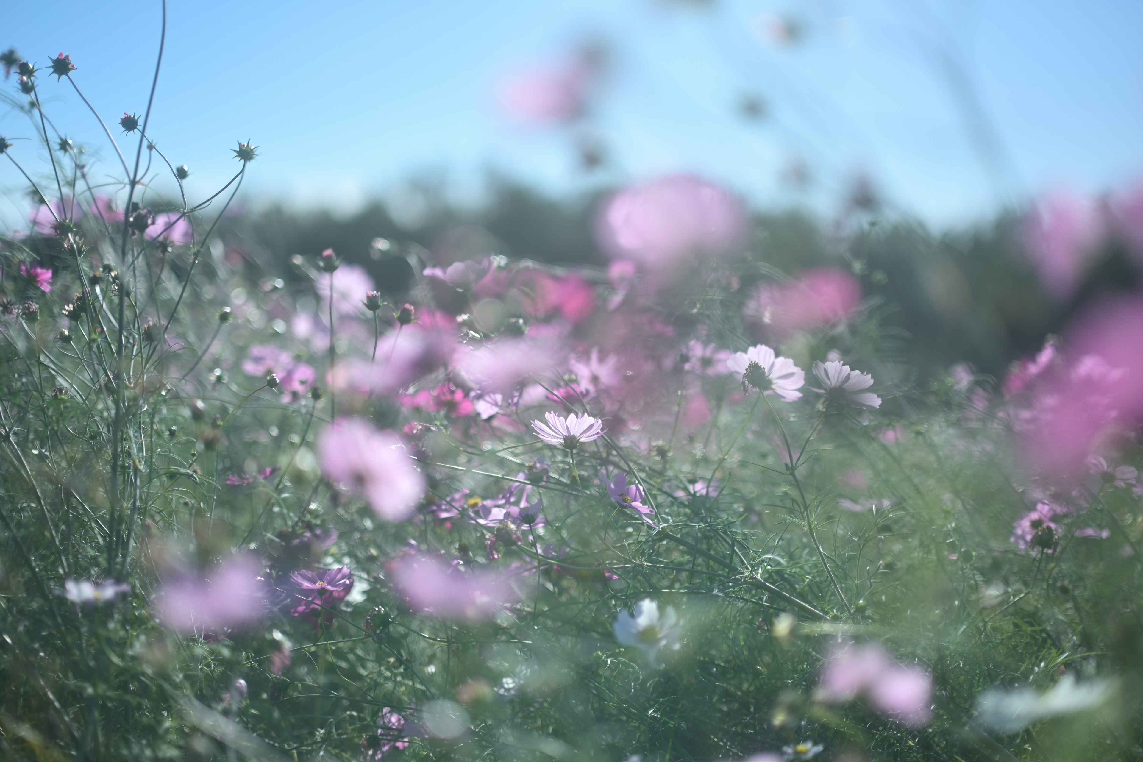 青空を背景にした色とりどりのコスモスの花畑