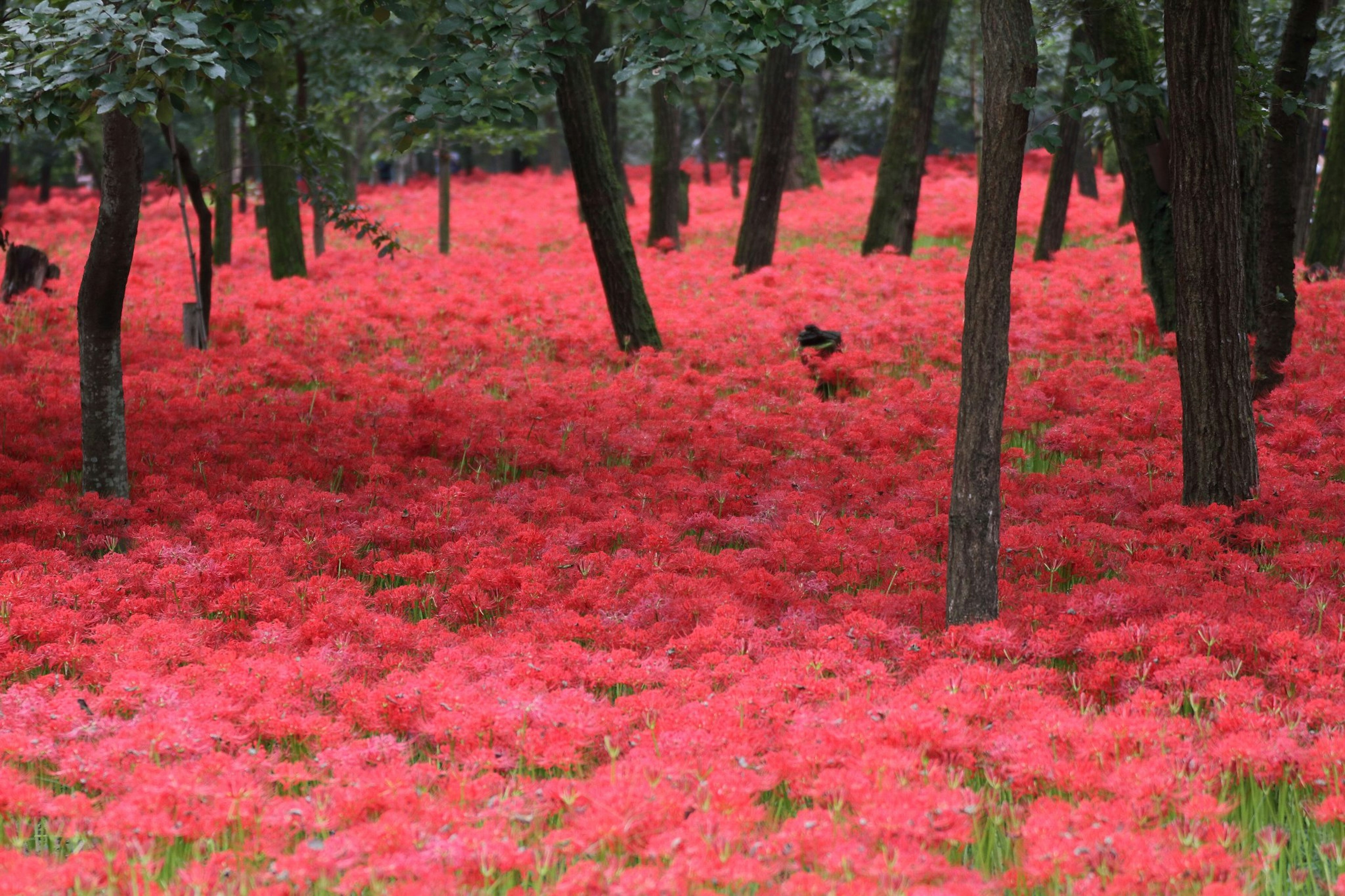 Paisaje forestal con flores rojas vibrantes cubriendo el suelo