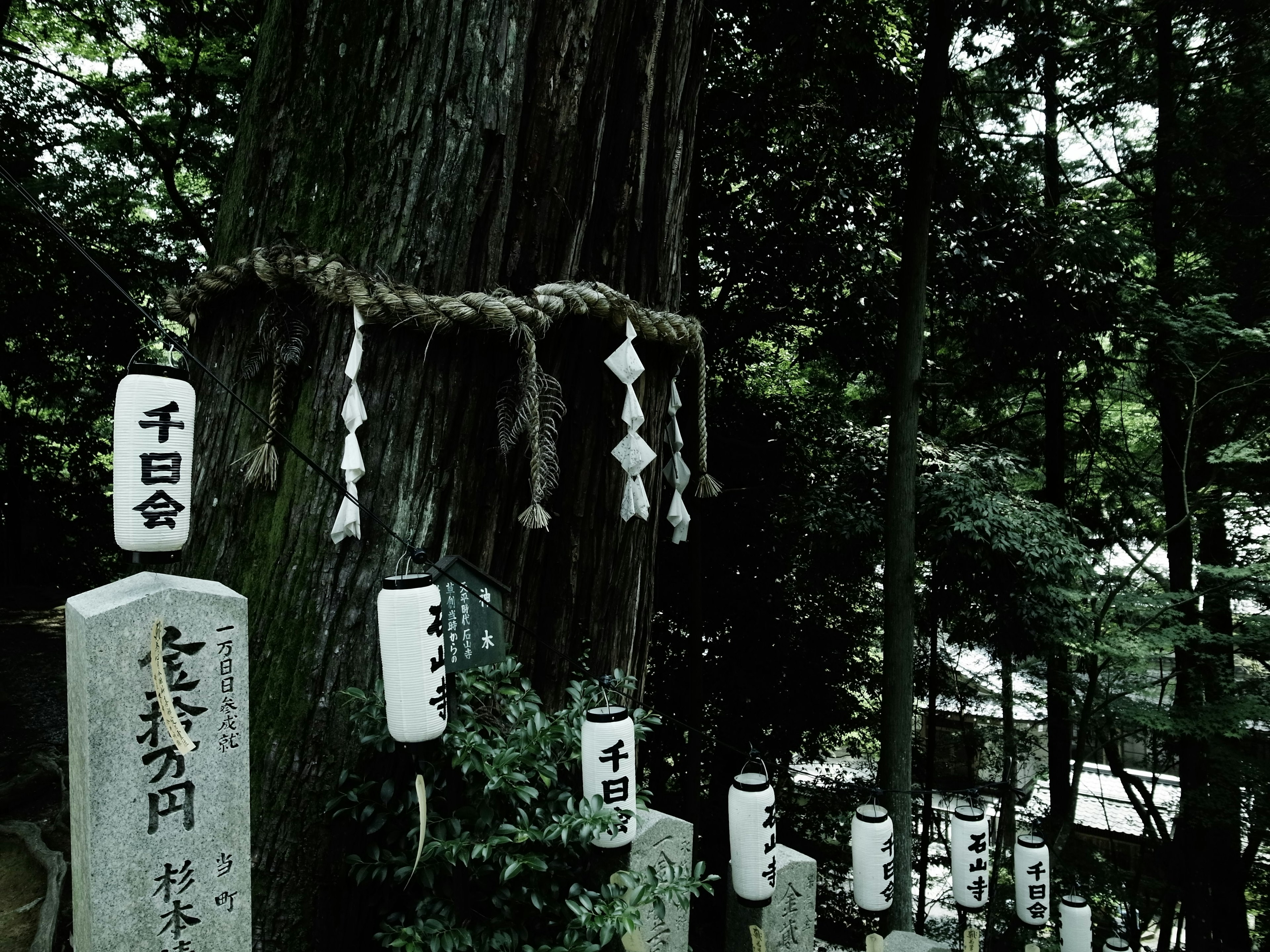 Una escena de bosque serena con un gran árbol y monumentos de piedra de un santuario