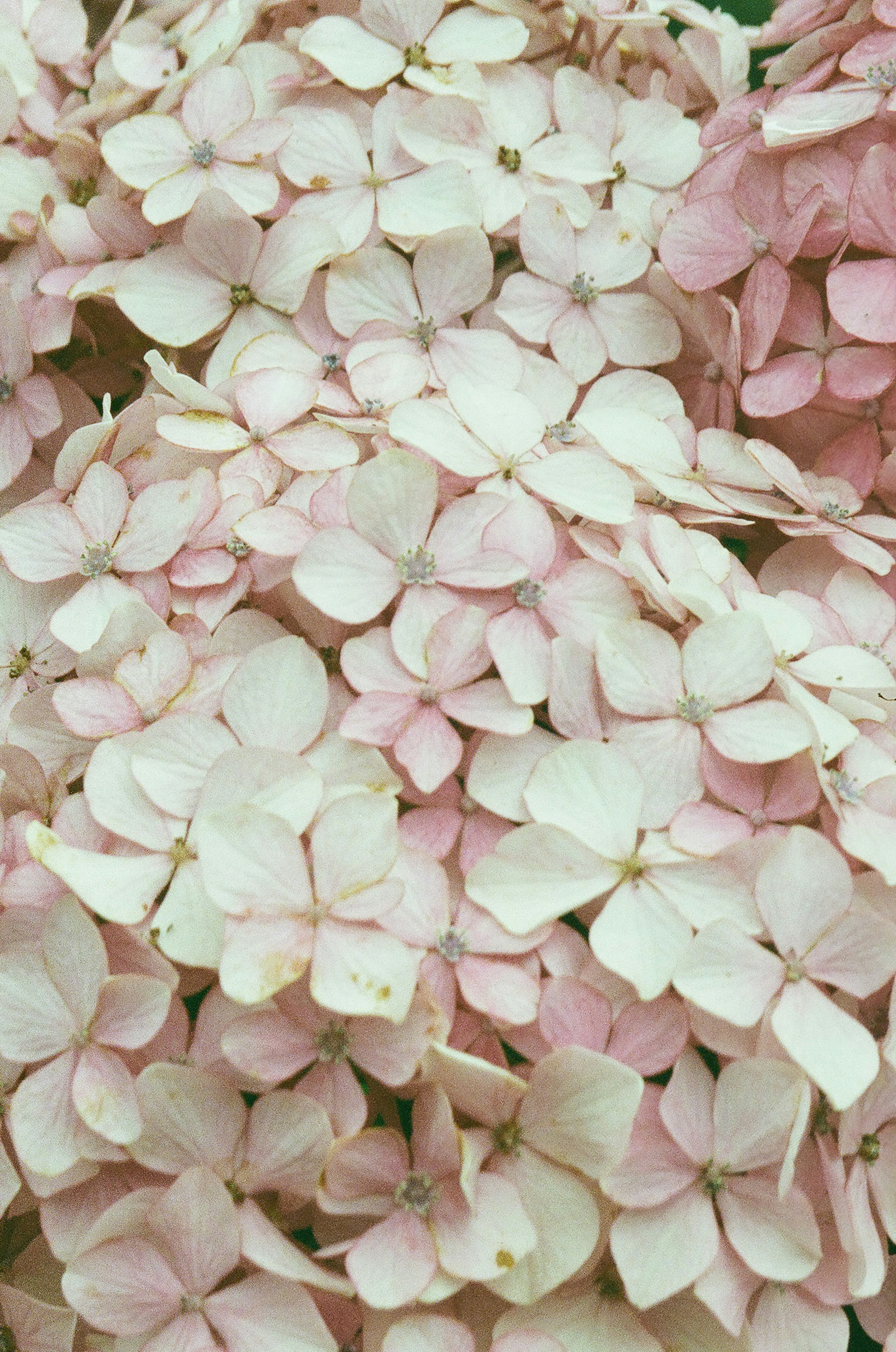 Cluster of delicate pink hydrangea petals