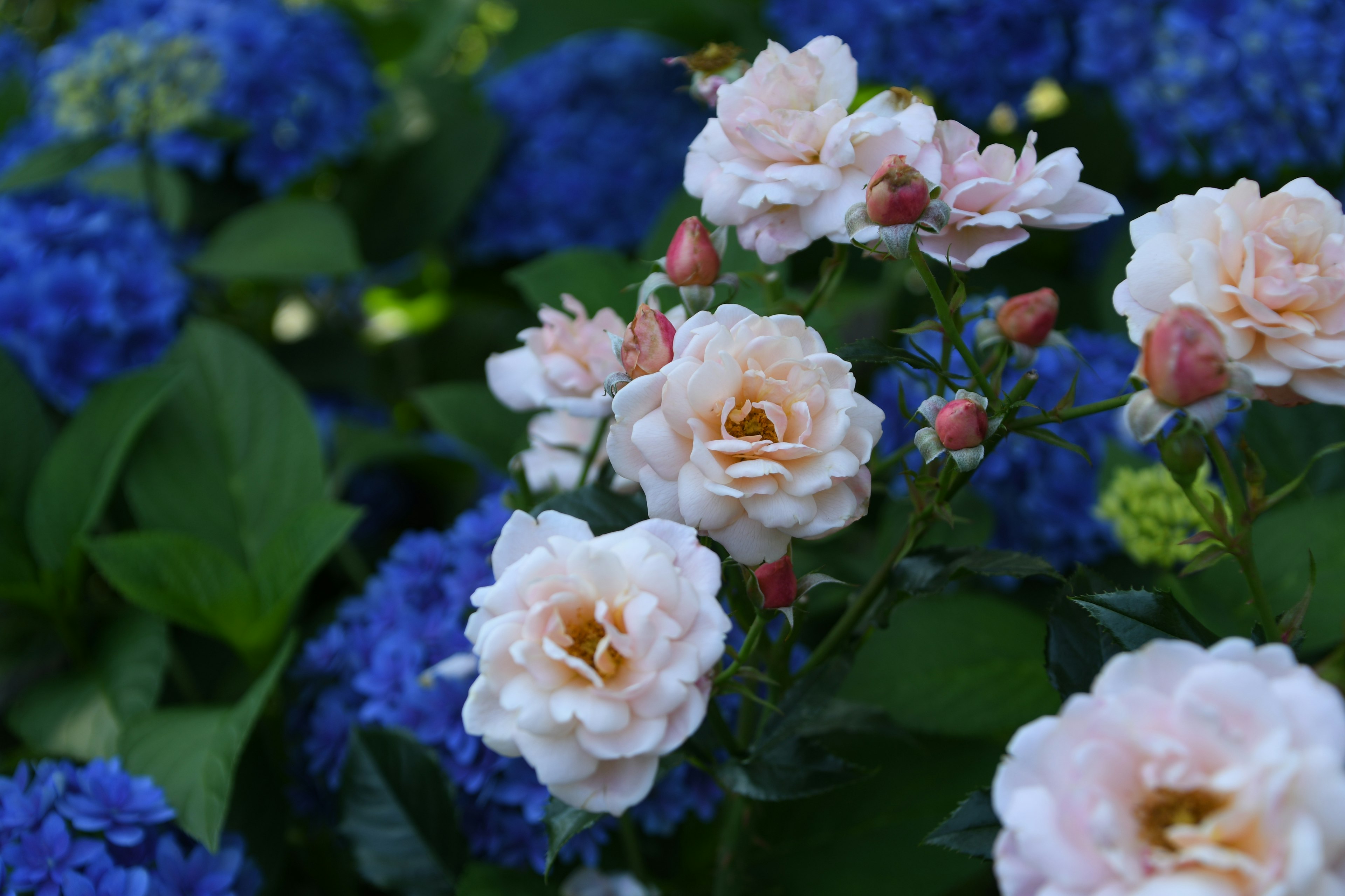 青いアジサイの背景に咲く薄いピンクのバラの花