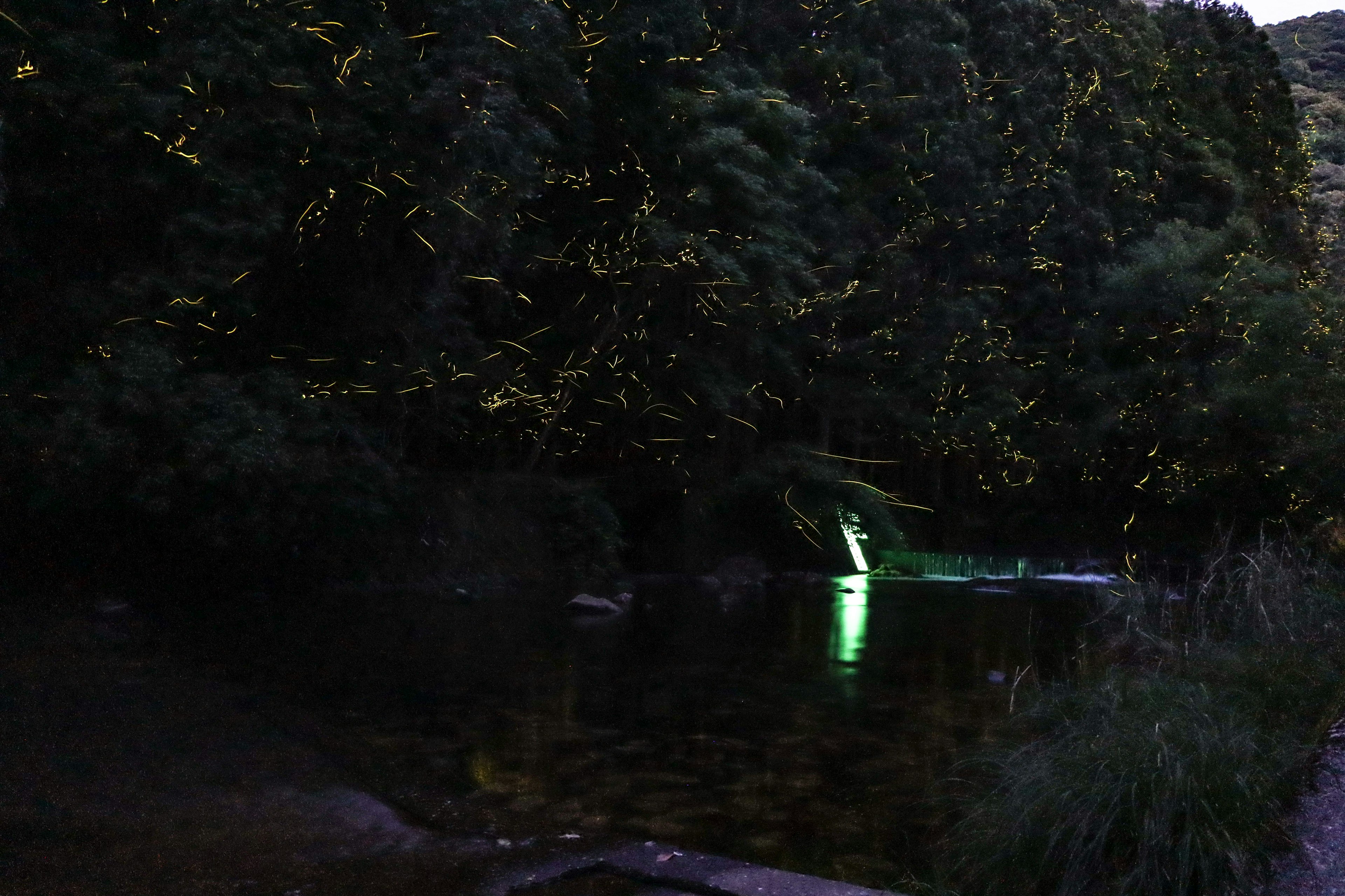 Una escena mágica de luciérnagas girando alrededor de un río oscuro con reflejos verdes