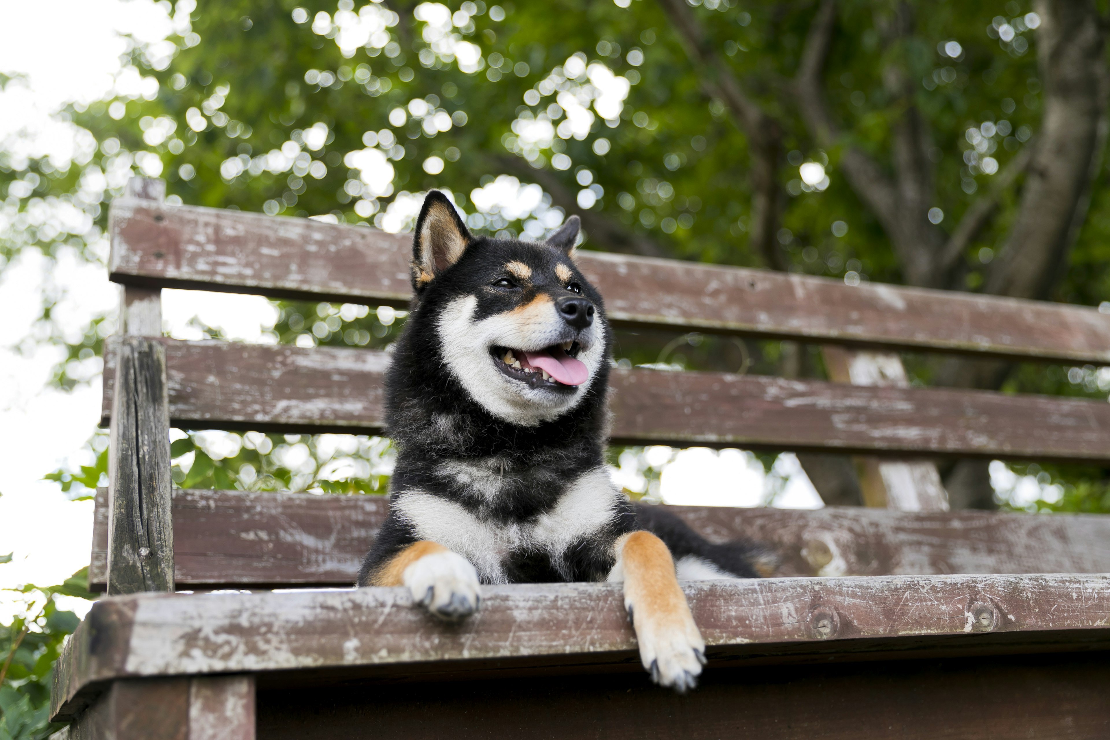 Shiba Inu che riposa su una panchina di legno in un ambiente verde all'aperto