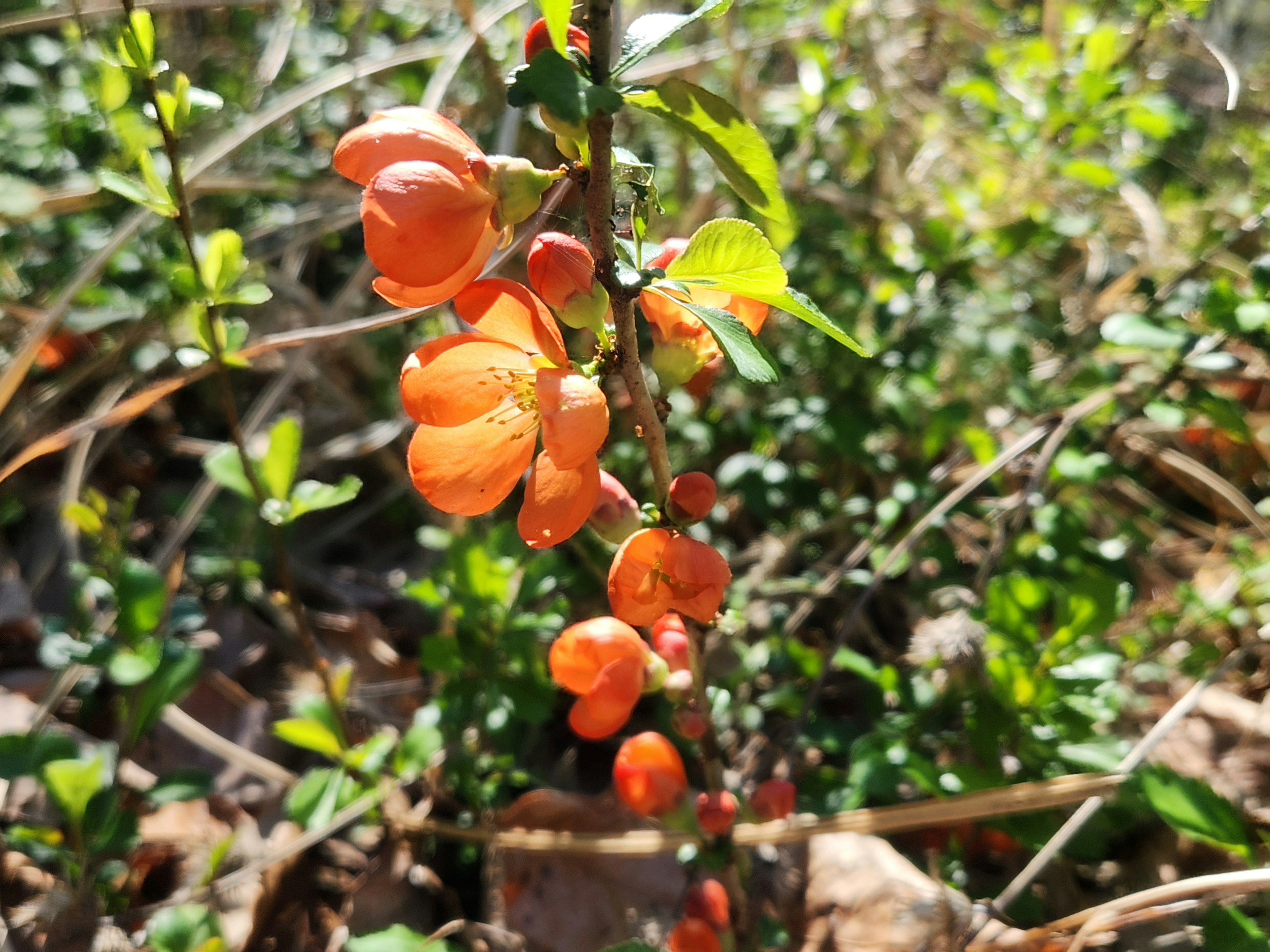 Vibrant orange fruits growing amid lush green foliage