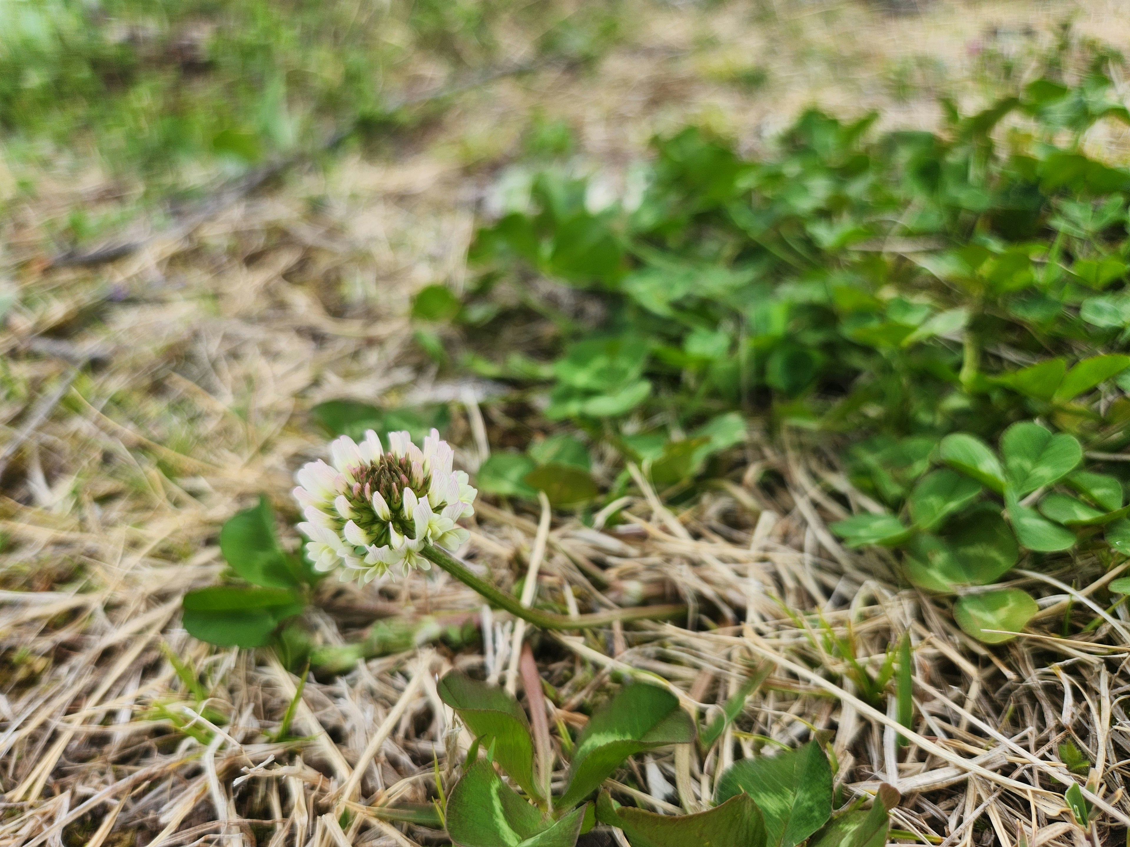 Gambar menampilkan clover hijau dan bunga putih yang khas di tanah