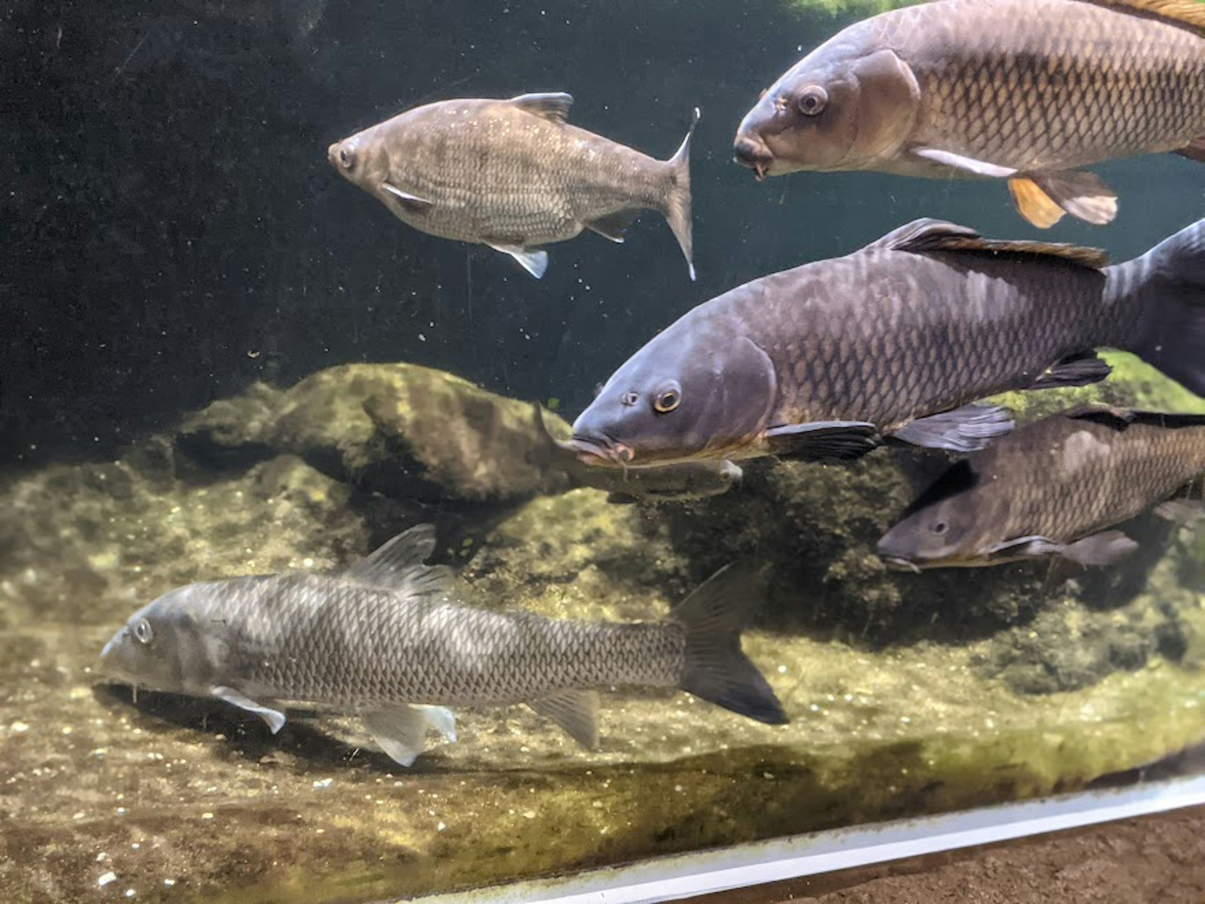 Multiple fish swimming in an aquarium with rocks