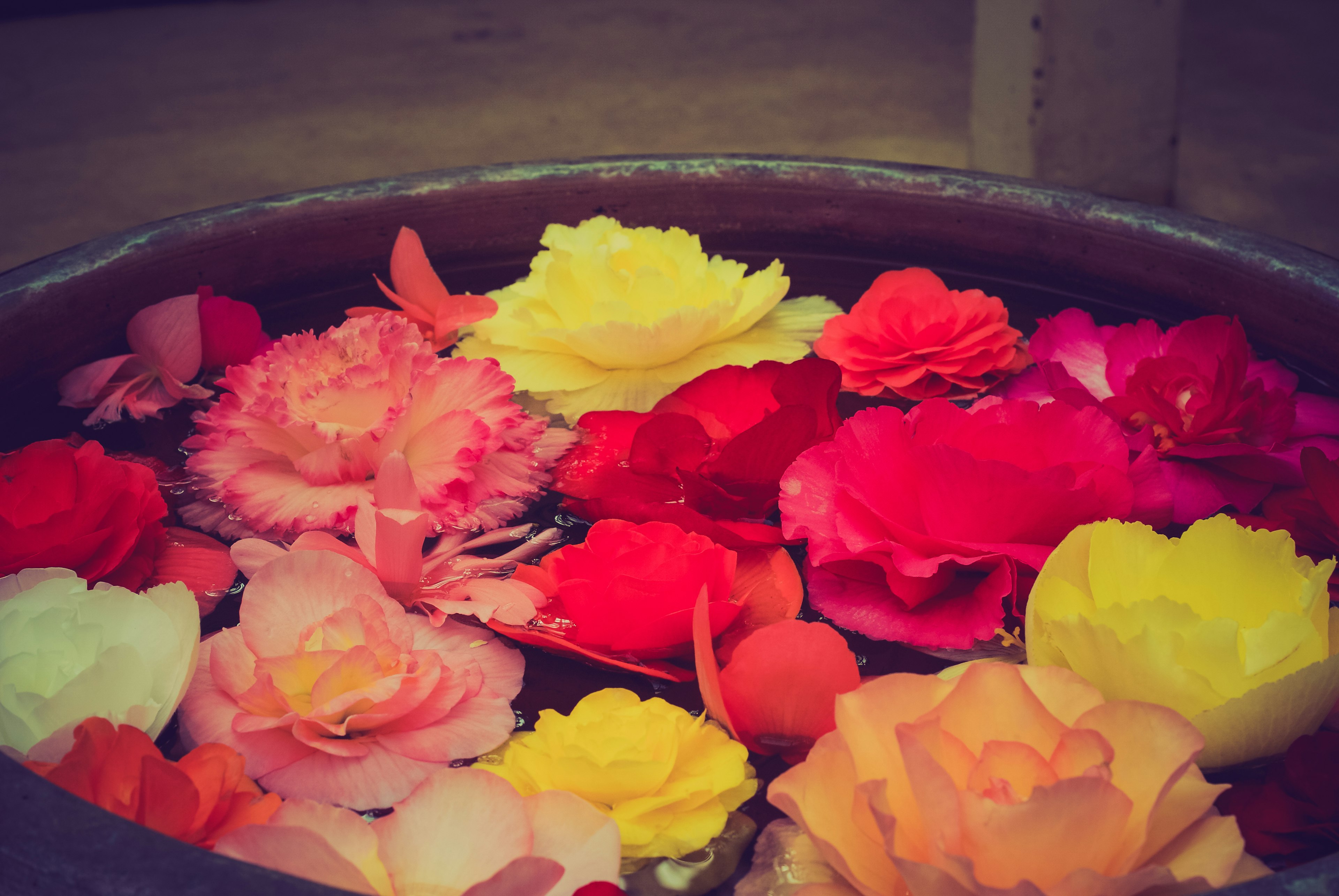 Rosas coloridas flotando en un estanque de agua