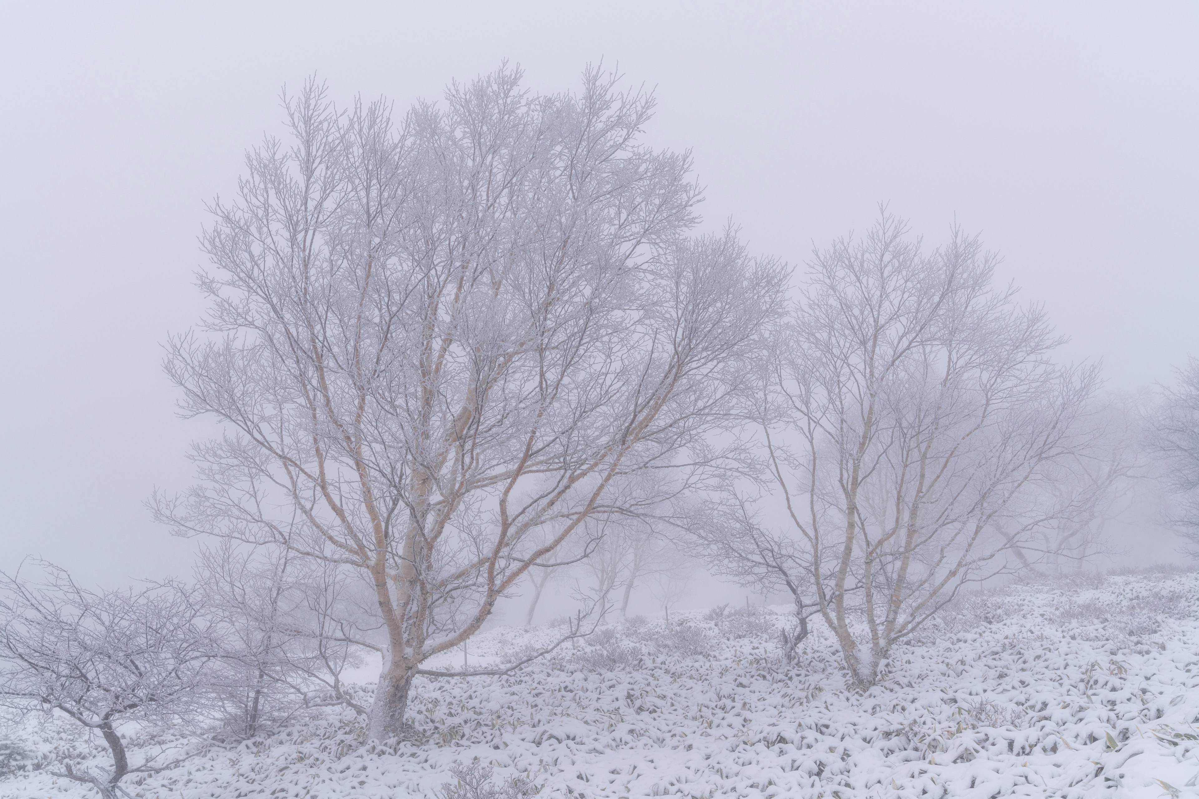 霧の中に立つ雪の木々の風景