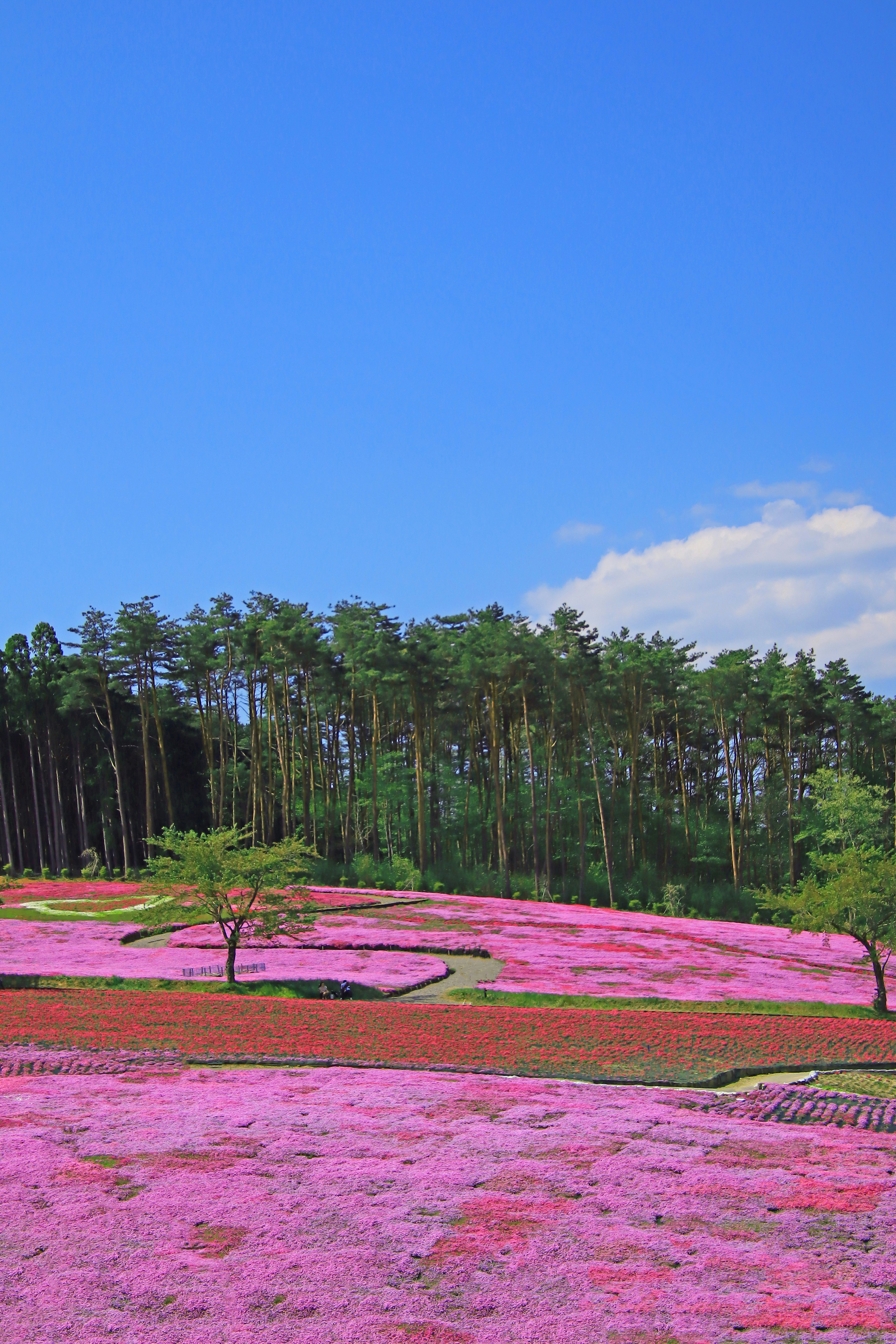 Champs de fleurs roses vibrantes sous un ciel bleu avec des arbres verts