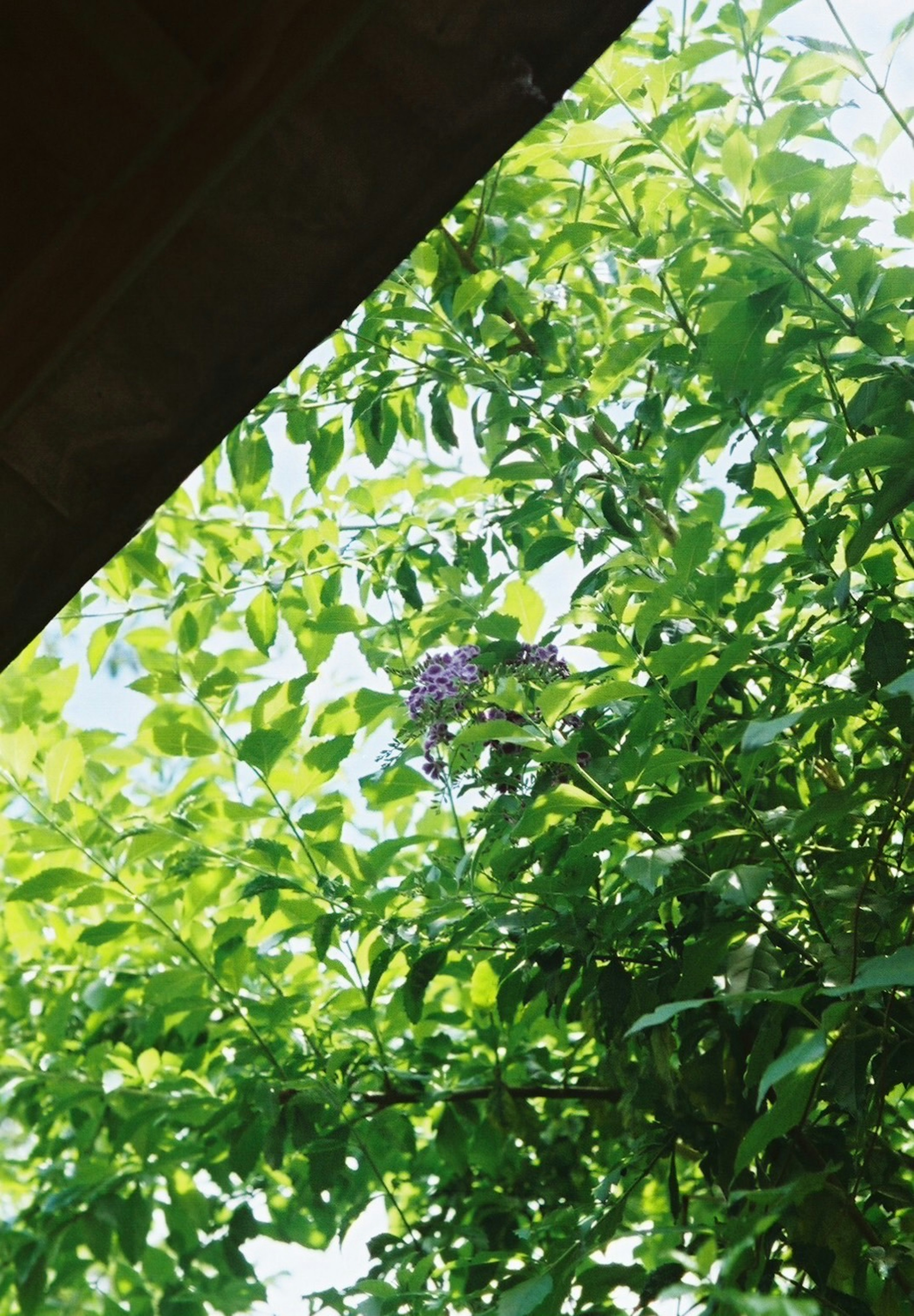 青々とした葉の中に紫色の花が見える木の一部