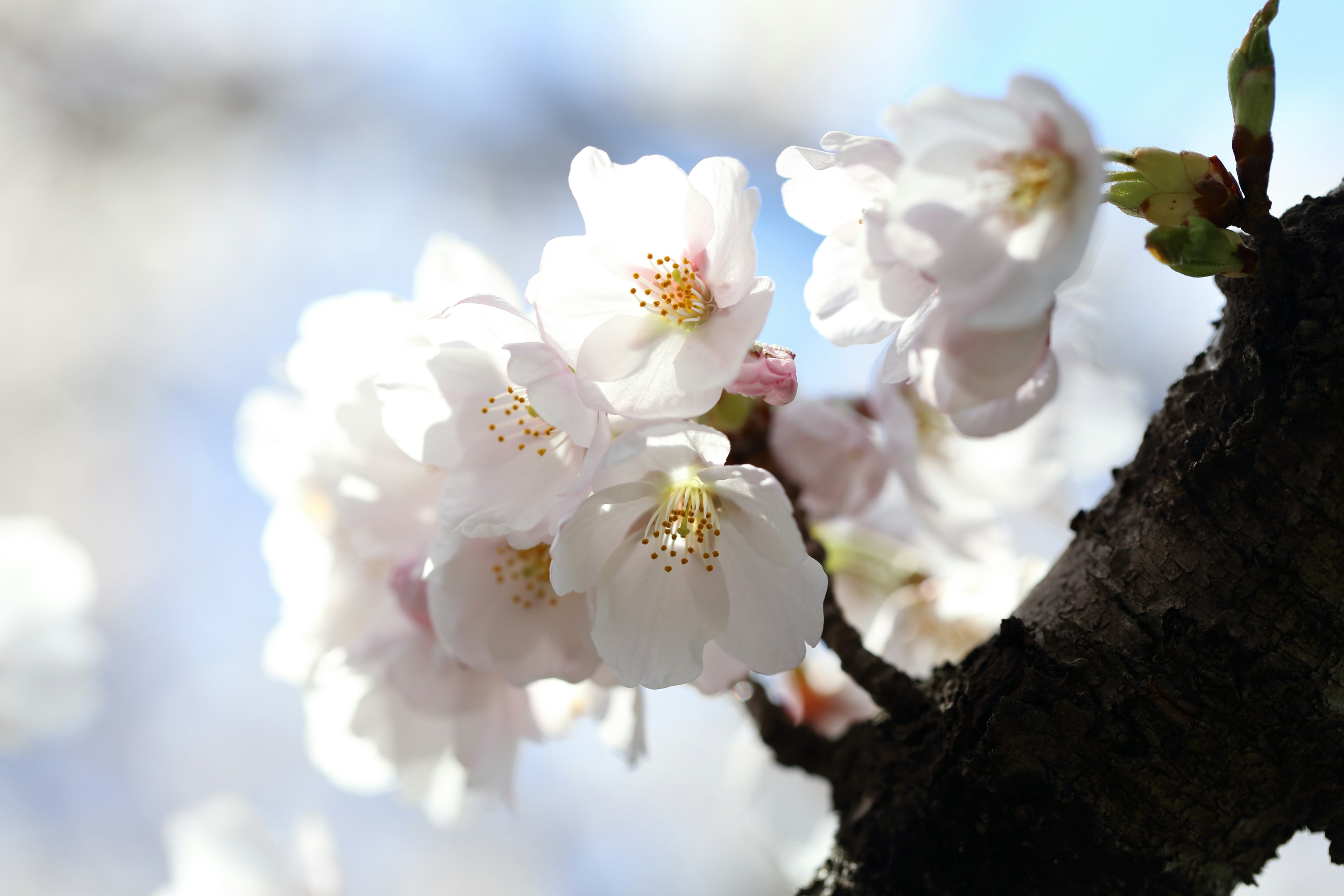 Acercamiento de flores de cerezo en una rama de árbol