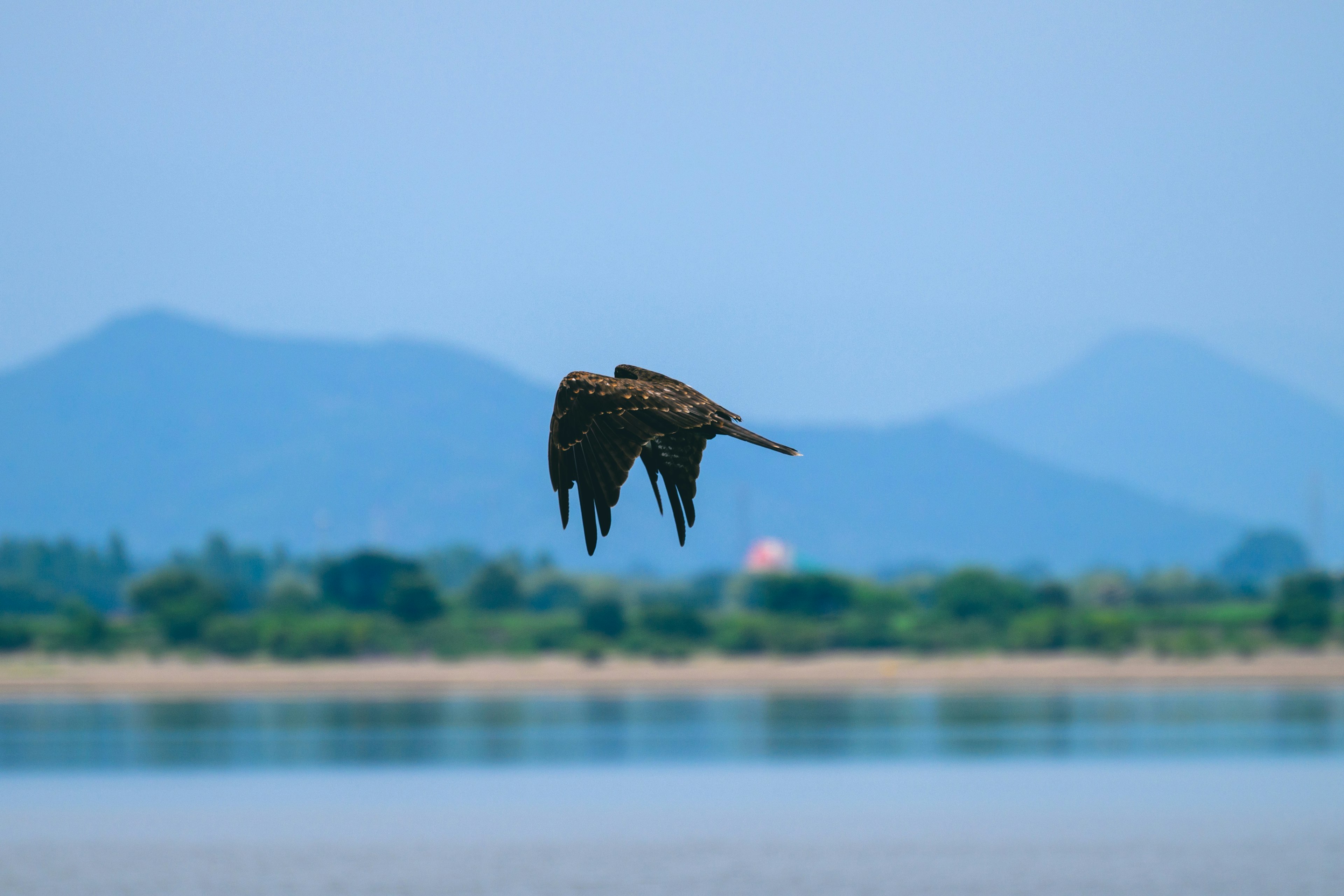 Siluet burung besar terbang di latar belakang langit biru