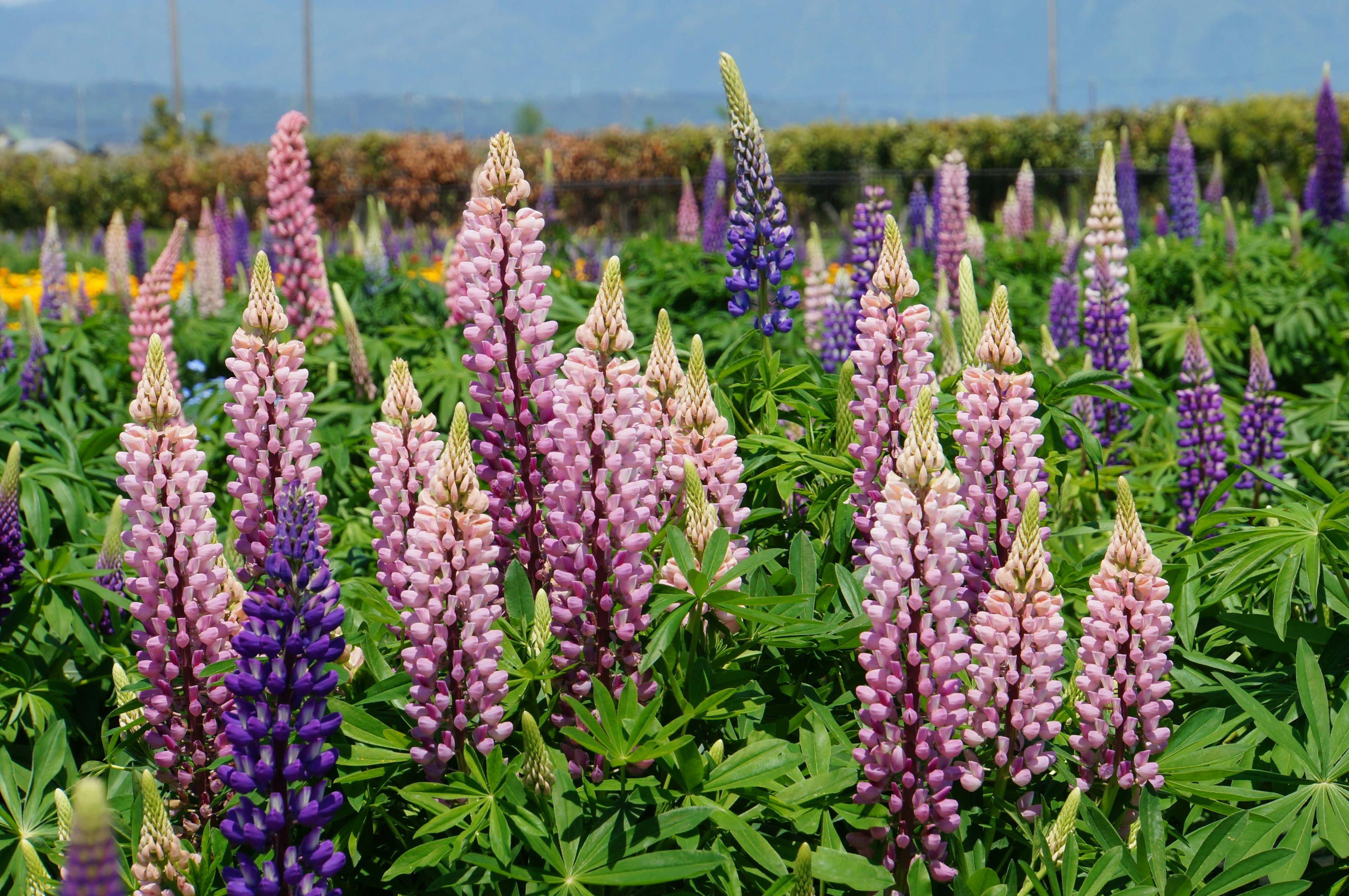 Bunte Lupinenblumen blühen in einem lebhaften Feld