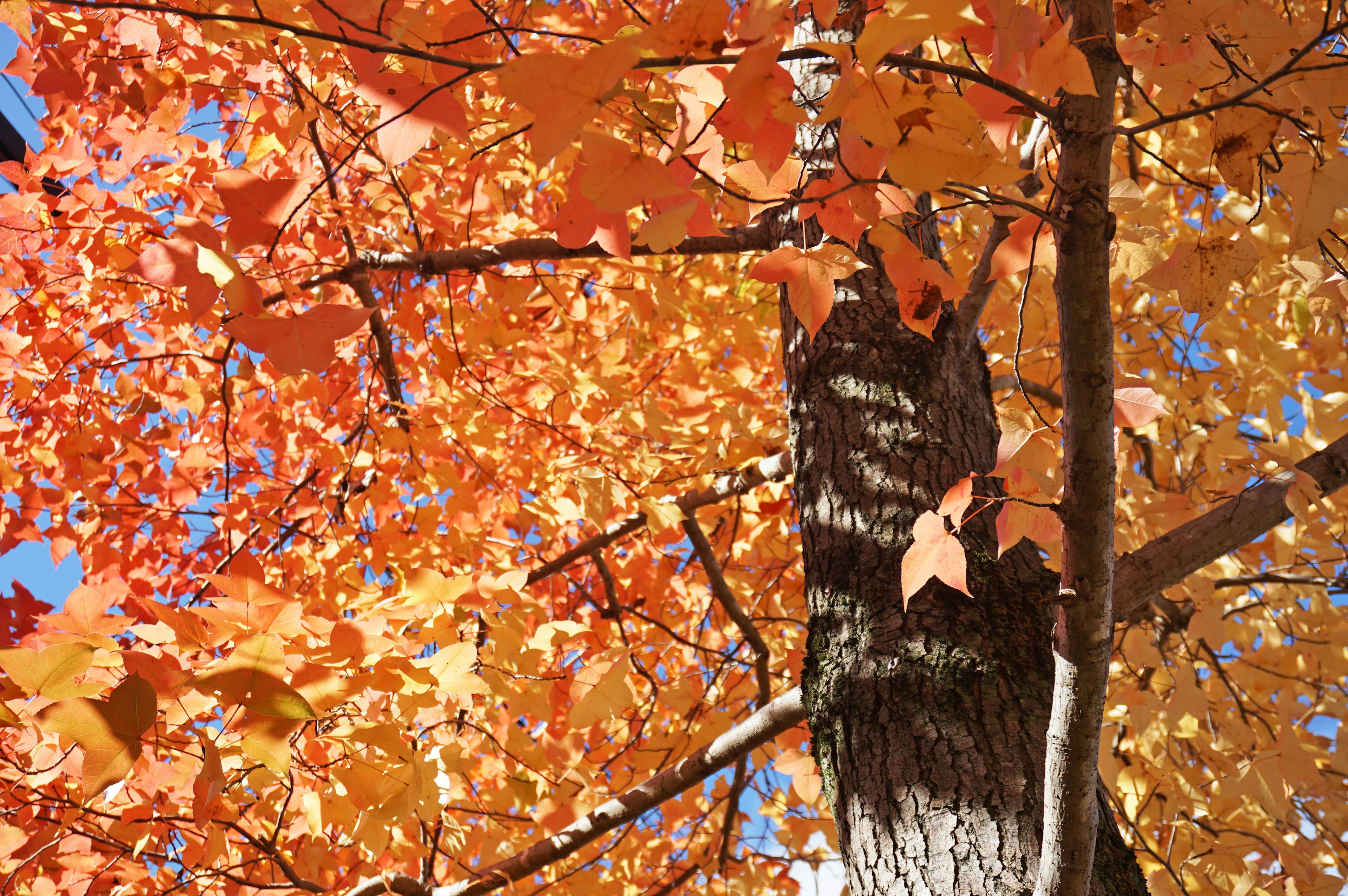 Vibrant orange and red leaves on an autumn tree trunk