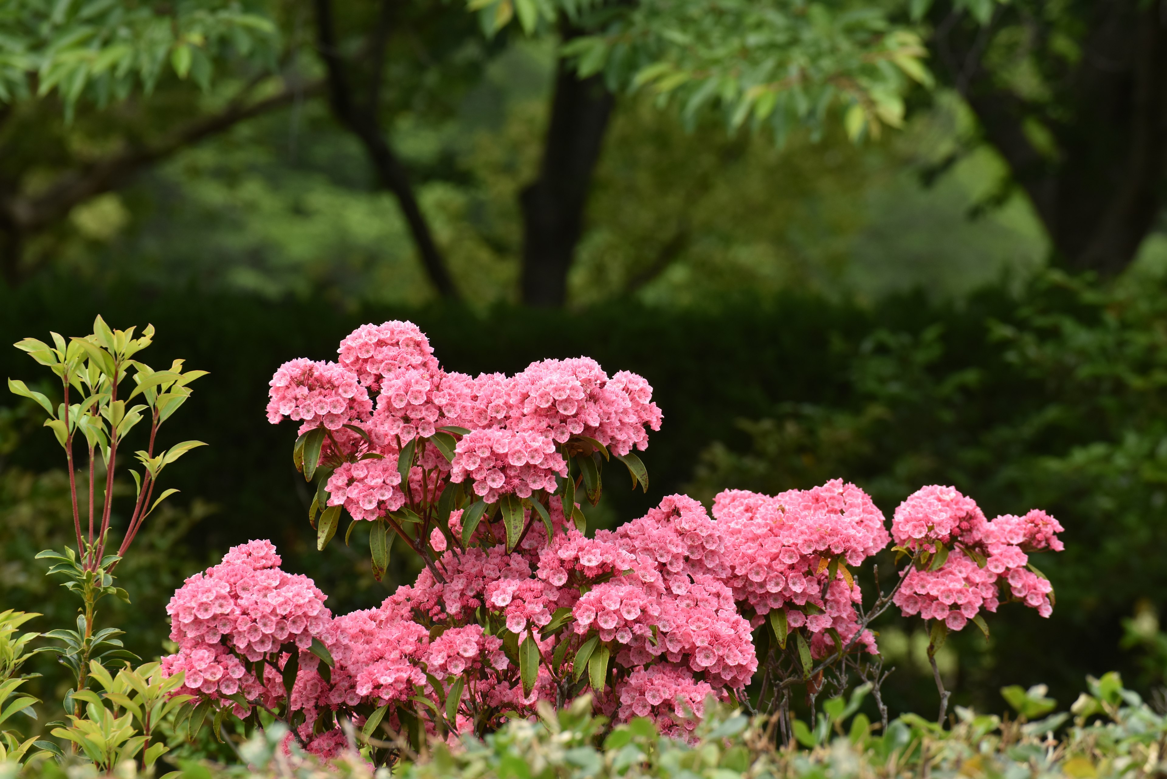 Close-up of a vibrant pink flowering plant with green trees in the background