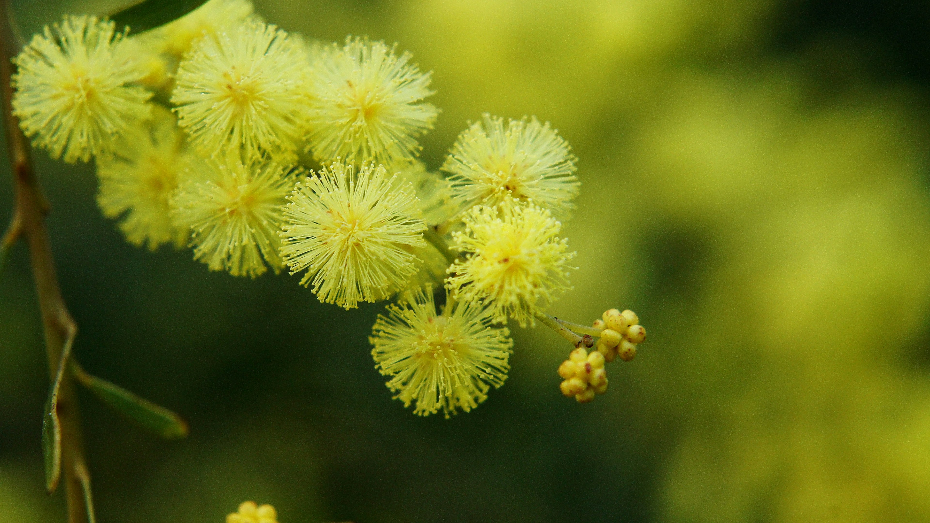 Close-up of vibrant yellow flowers clustered on a plant