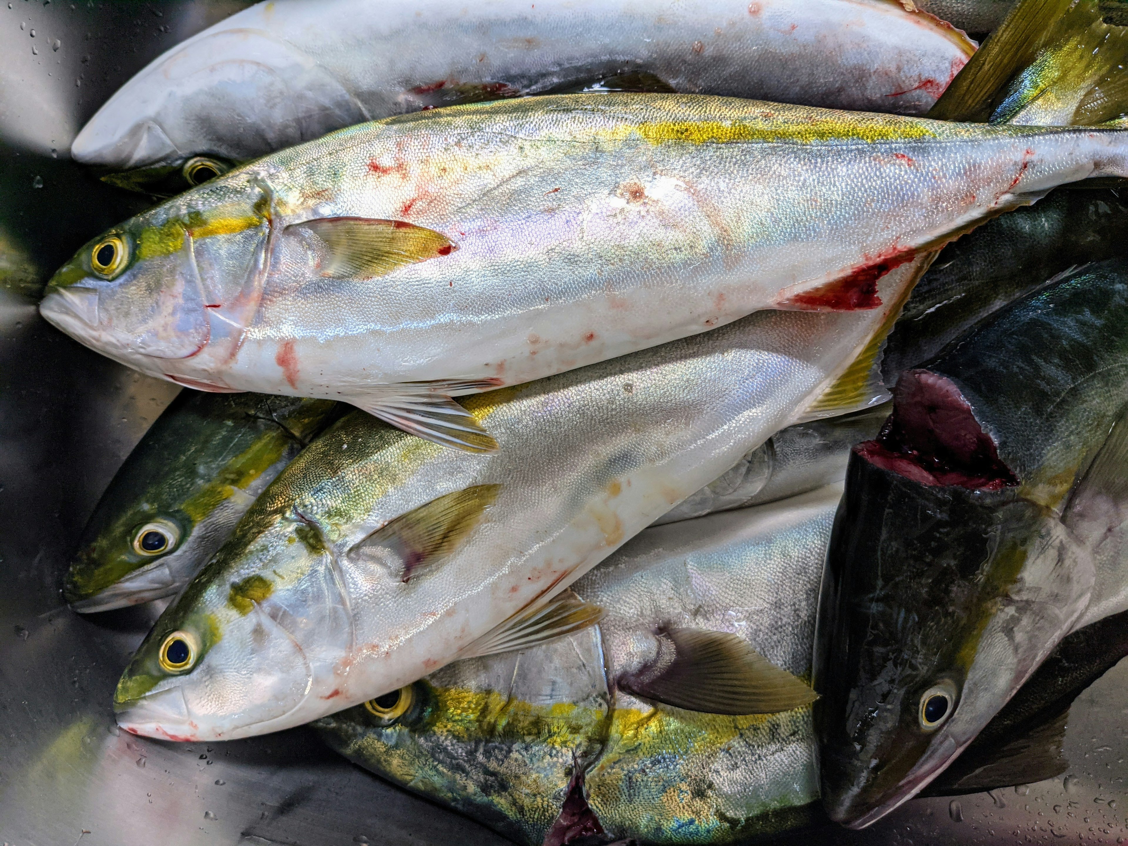 Tumpukan ikan segar di nampan perak yang menampilkan warna-warna cerah