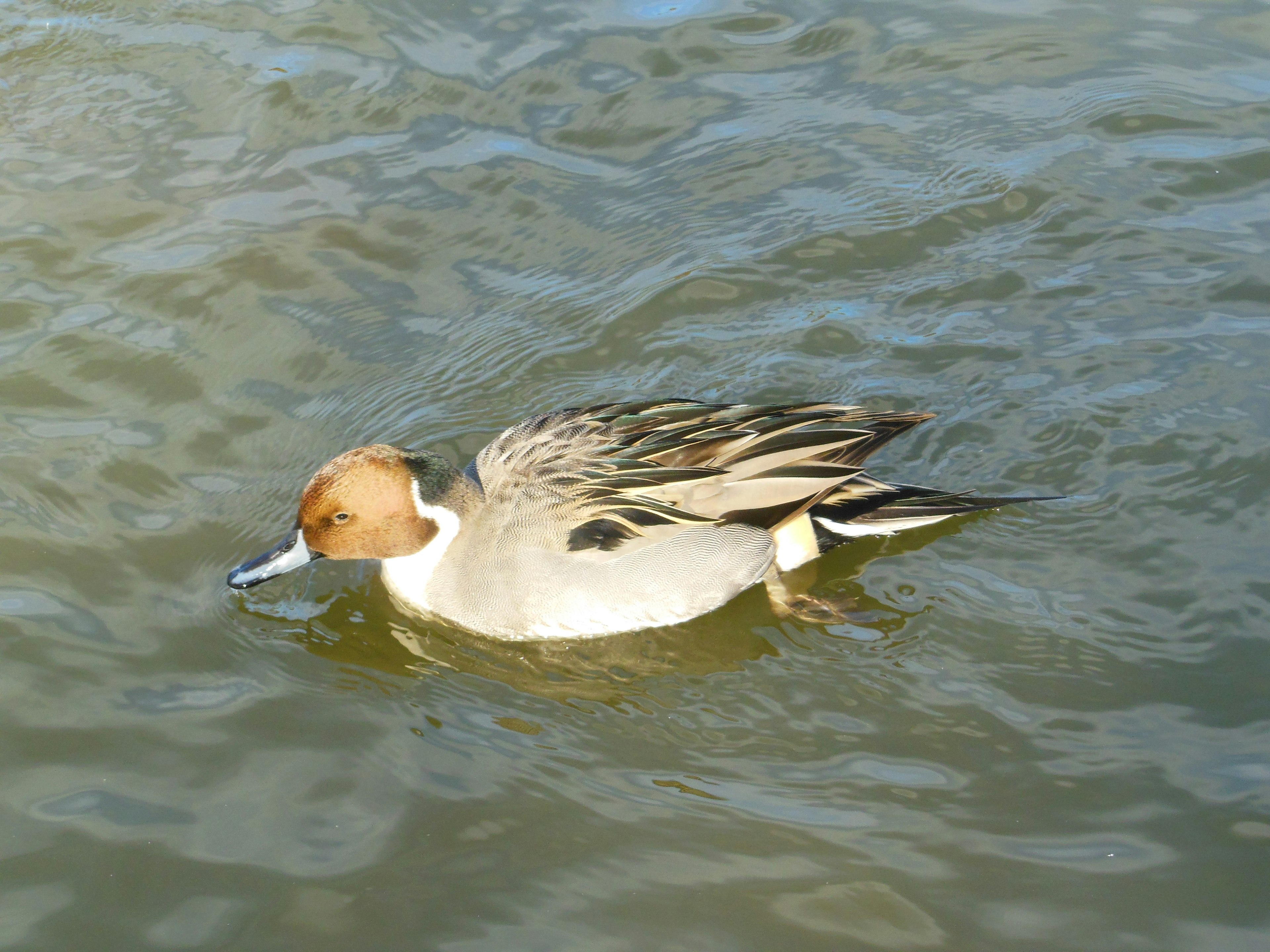 Seekor bebek Eurasia berenang di air