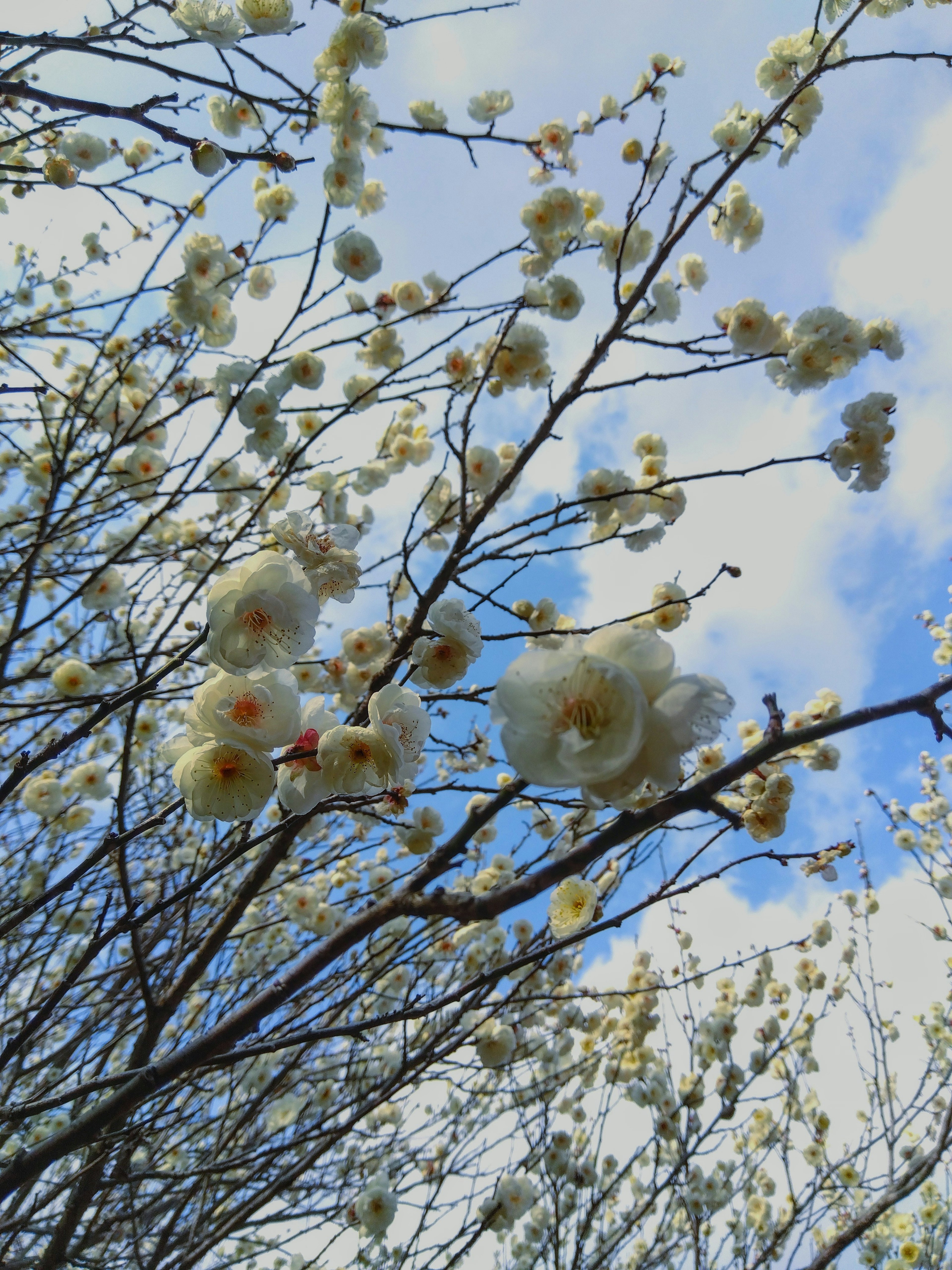 藍天背景下的白花樹枝