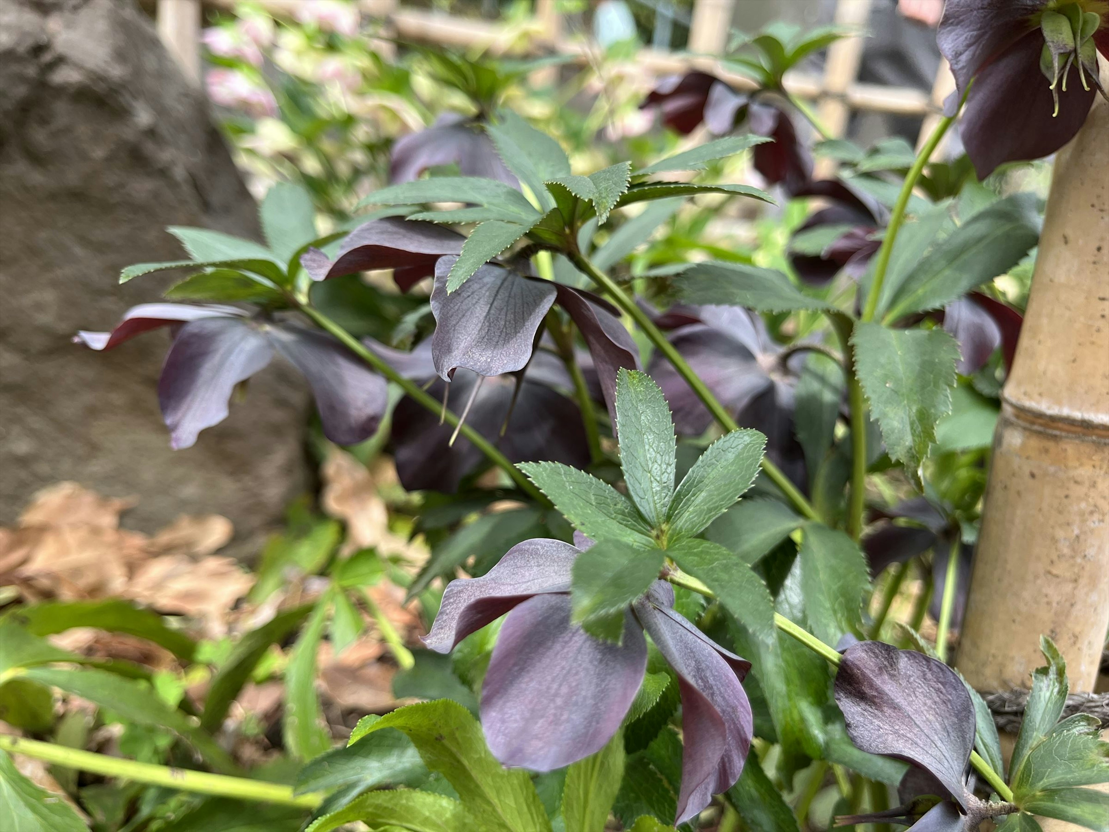 Planta de Helleborus con flores moradas visibles entre hojas verdes