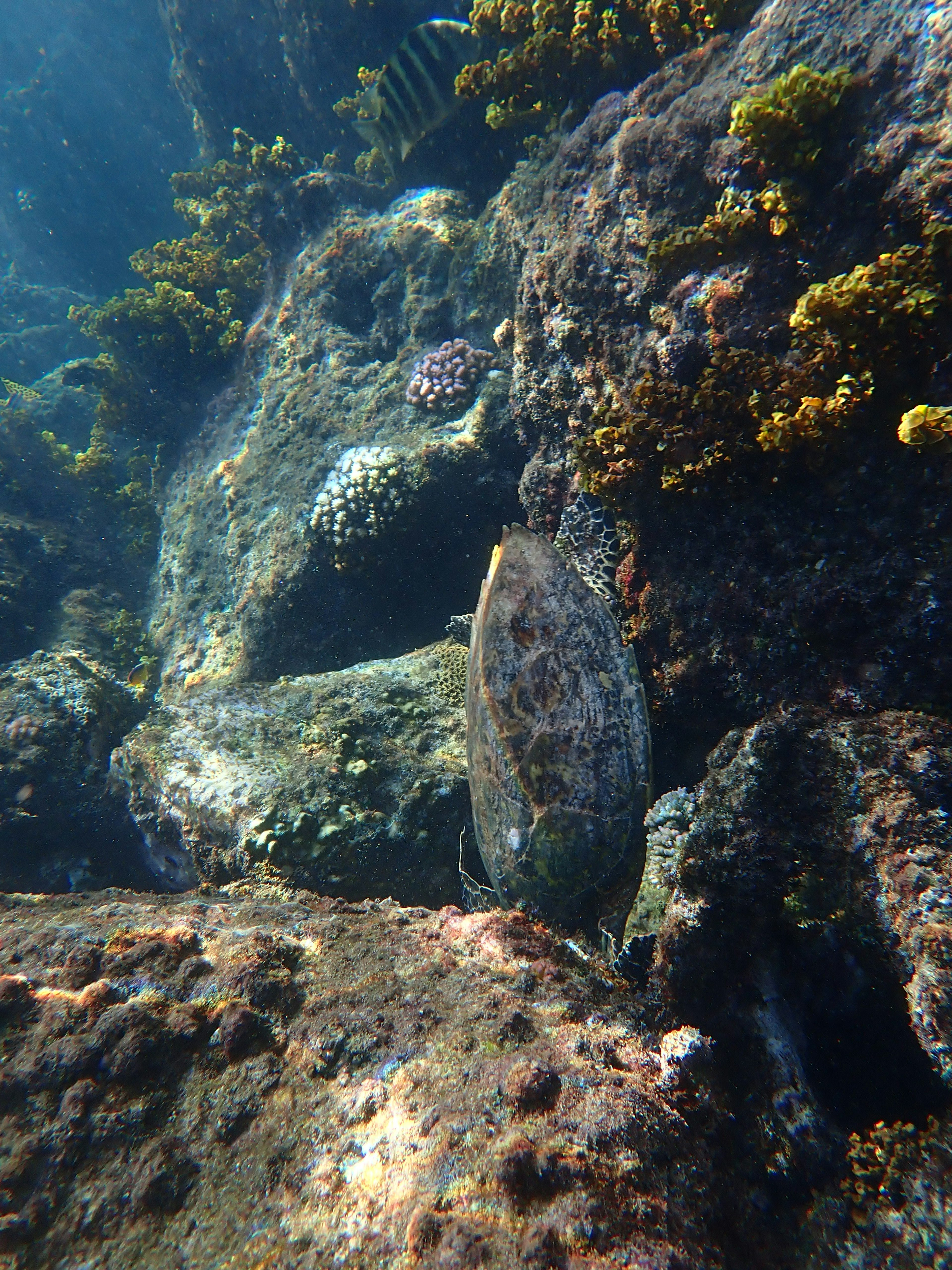 A fish hiding among rocks and seaweed underwater