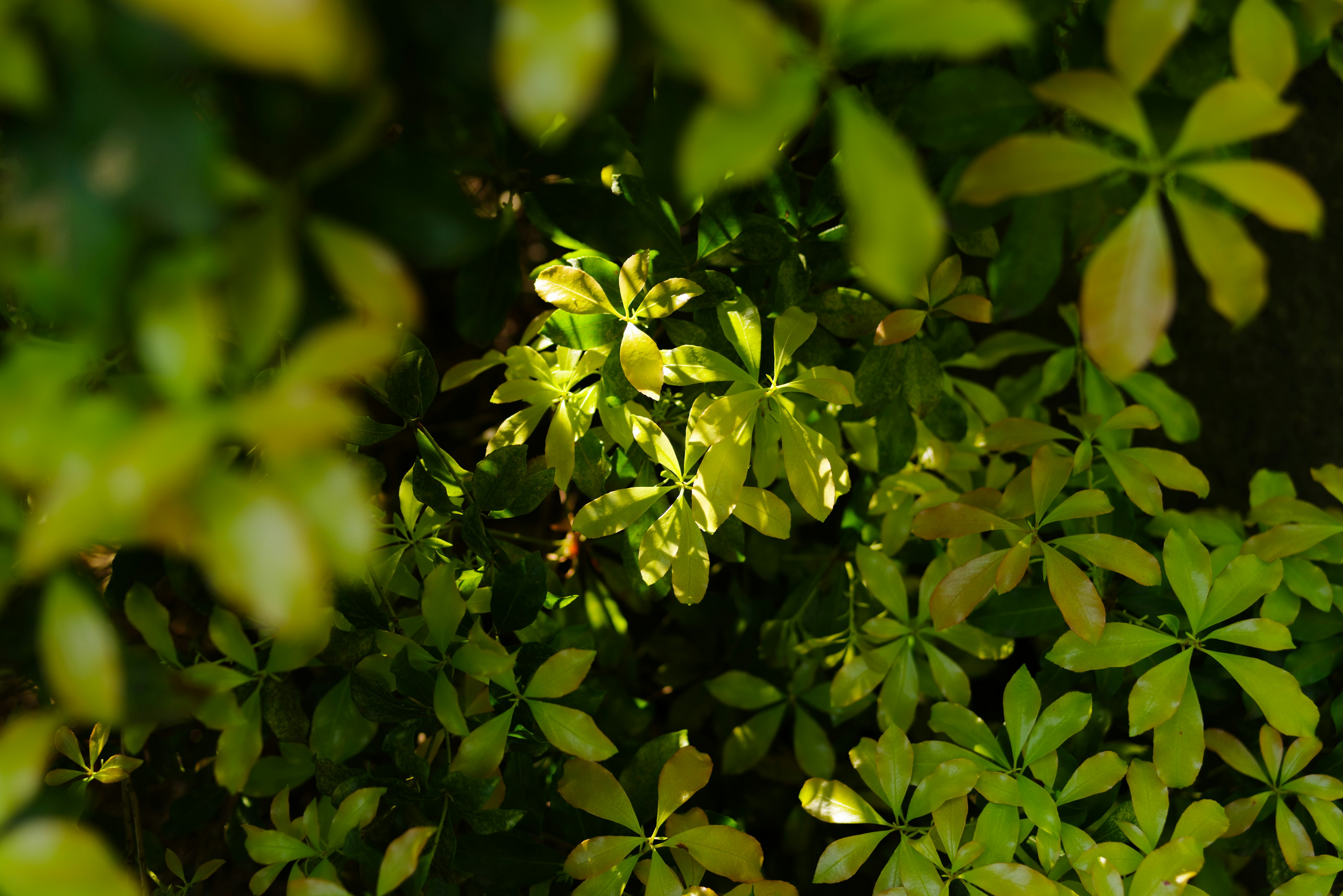 Dense green leaves with sunlight filtering through