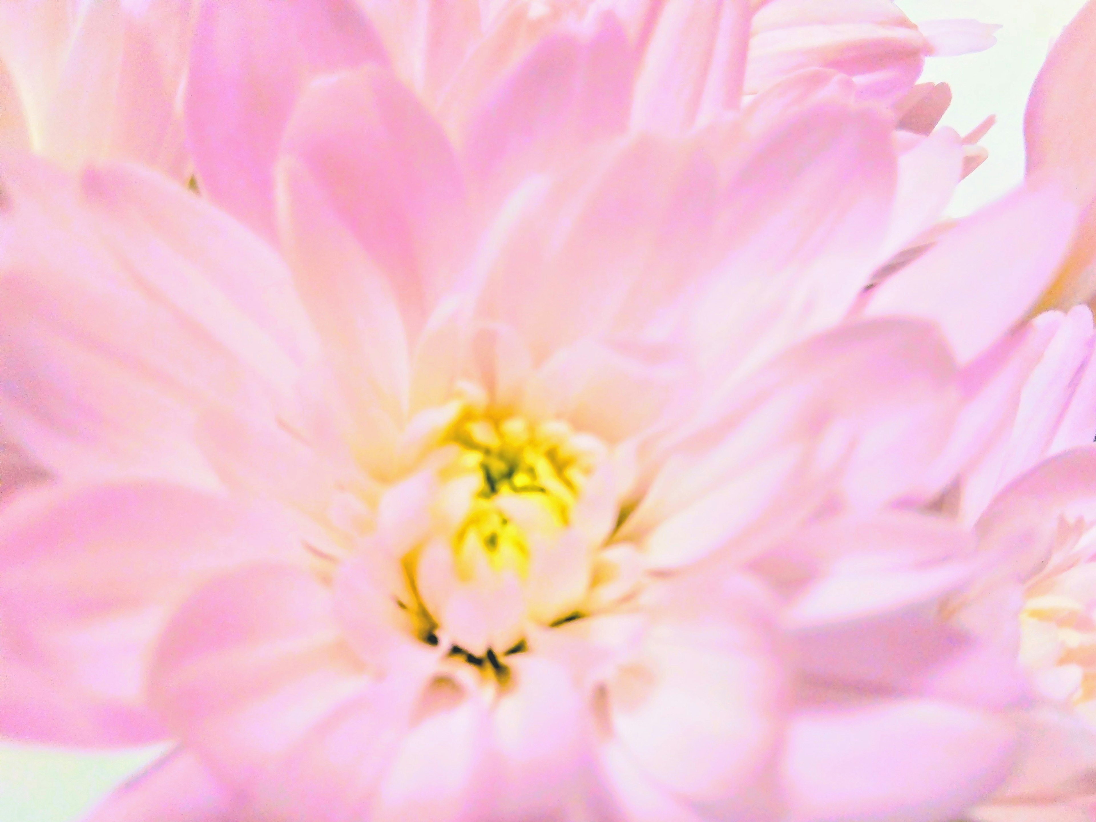 Gros plan d'une belle fleur avec des pétales roses doux se chevauchant