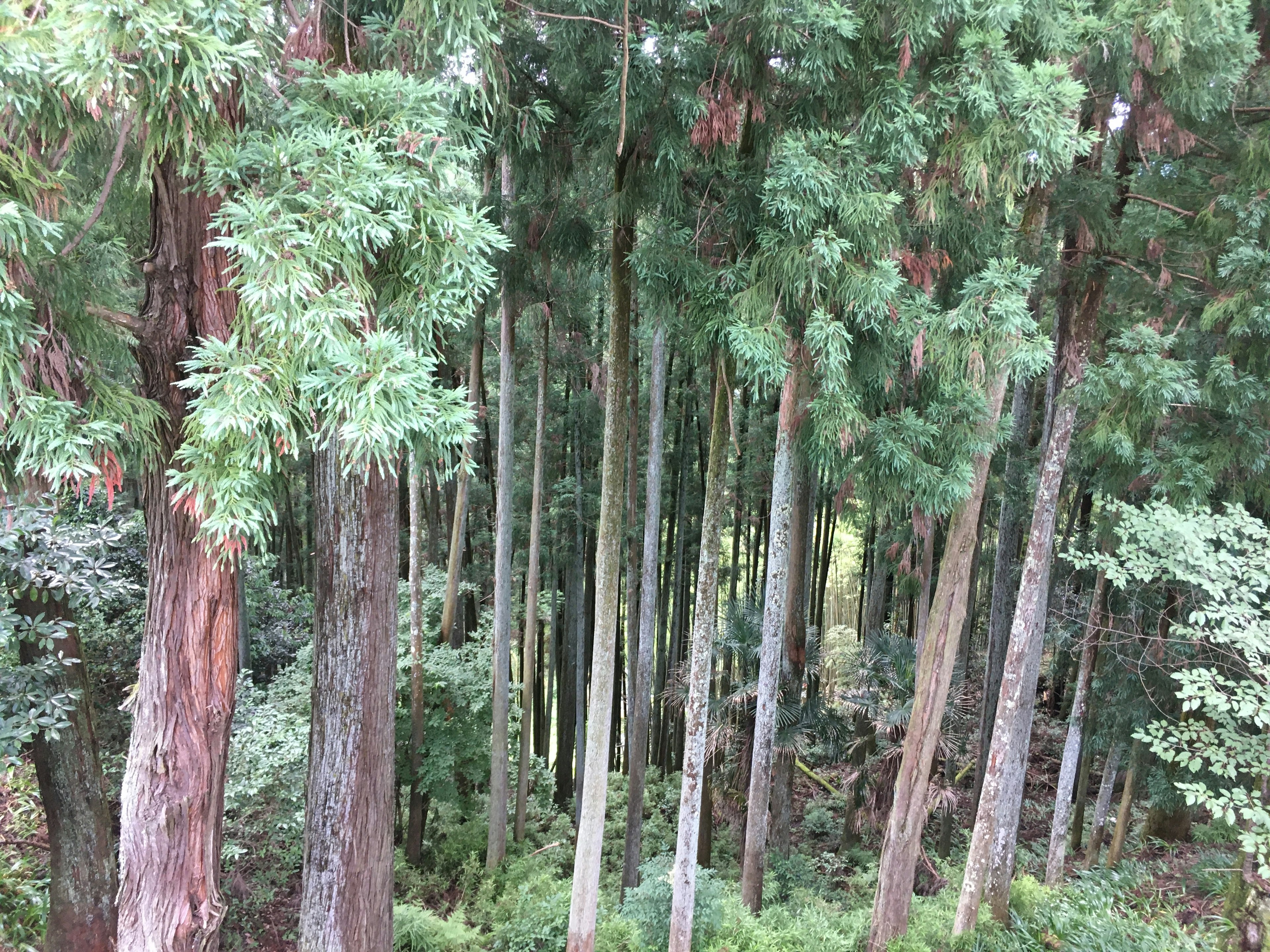 Lanskap hutan subur dengan pohon tinggi dan dedaunan lebat