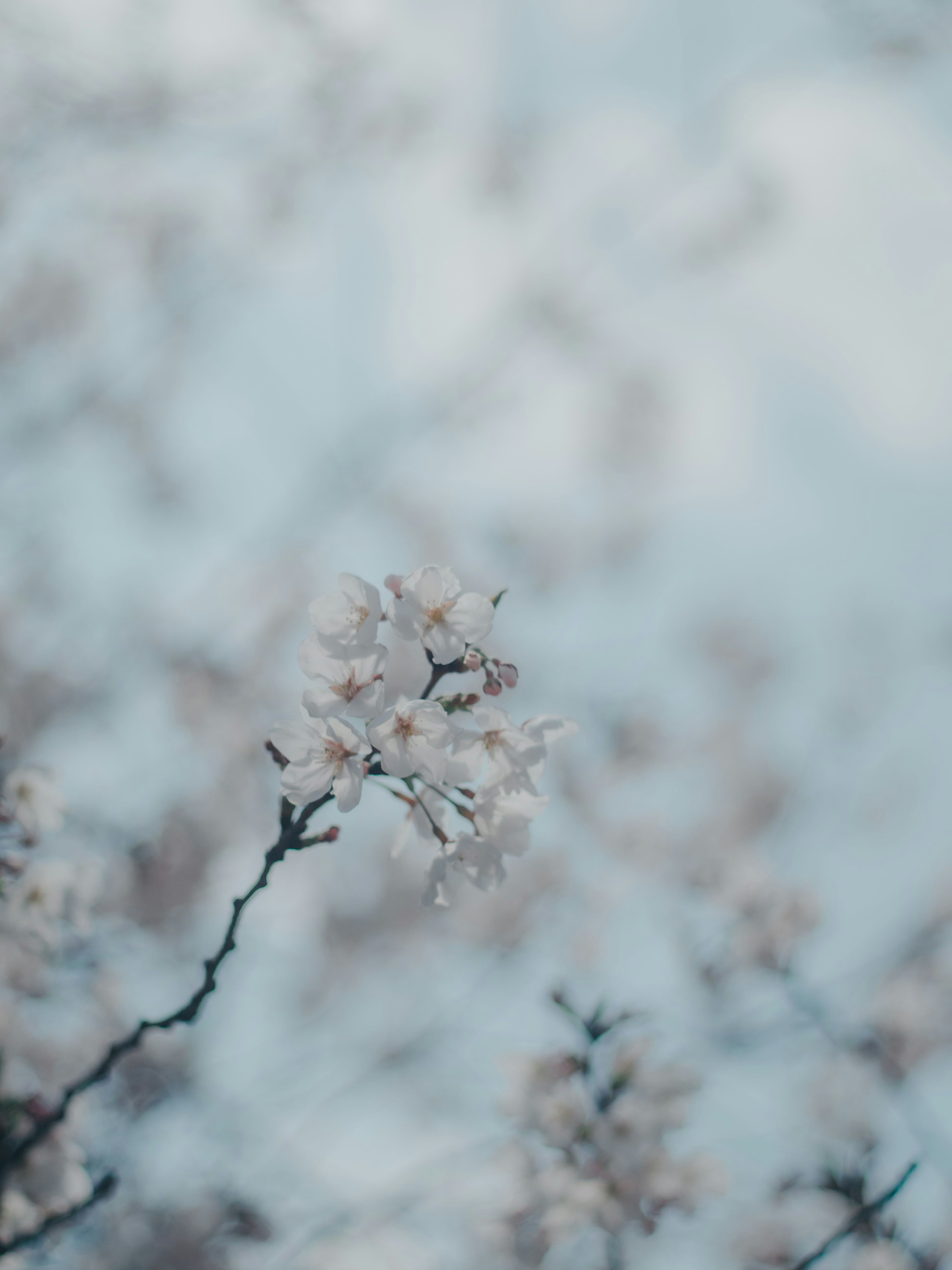 Nahaufnahme von Kirschblüten, die unter einem blassen blauen Himmel blühen