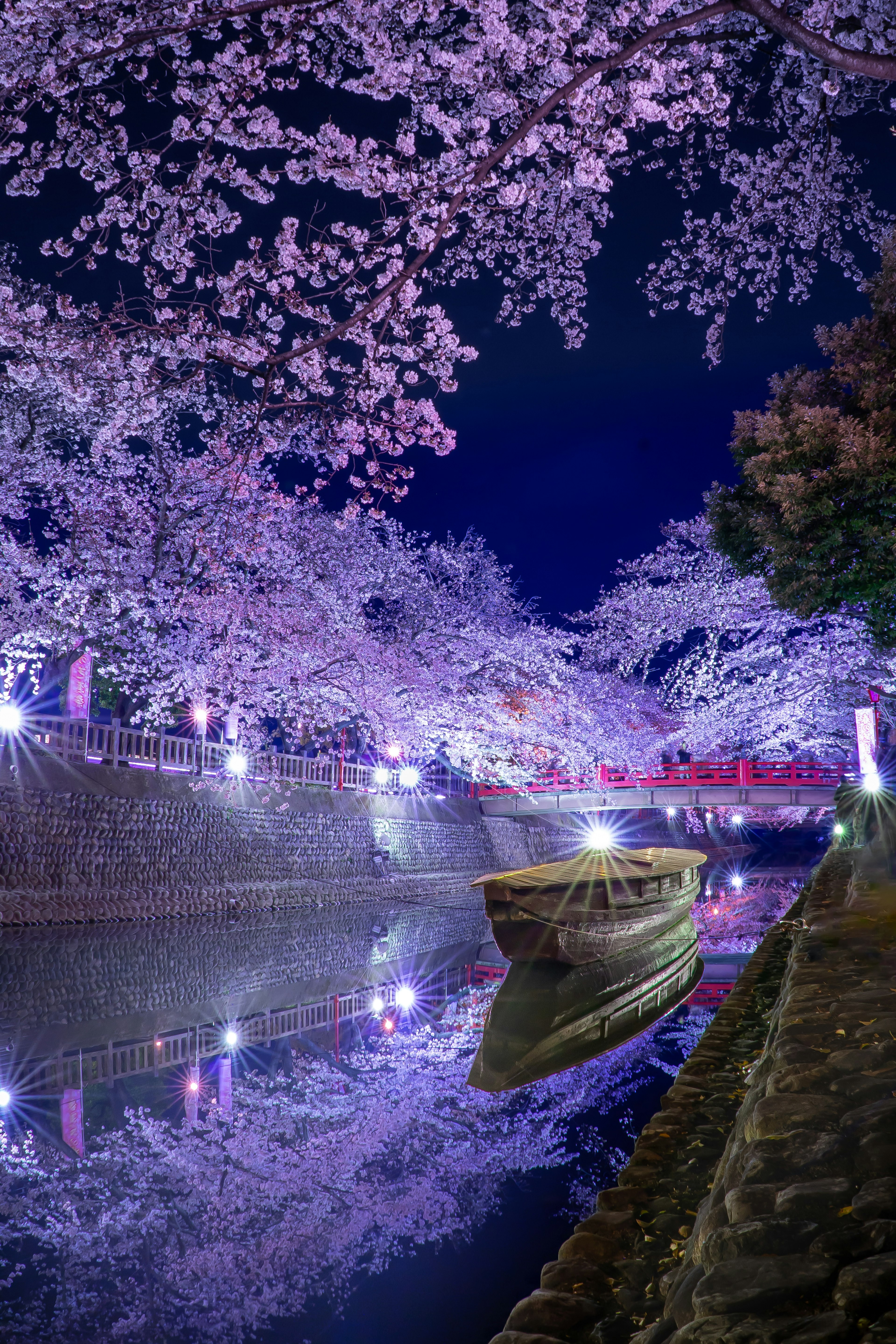 A small boat floating under cherry blossom trees illuminated at night