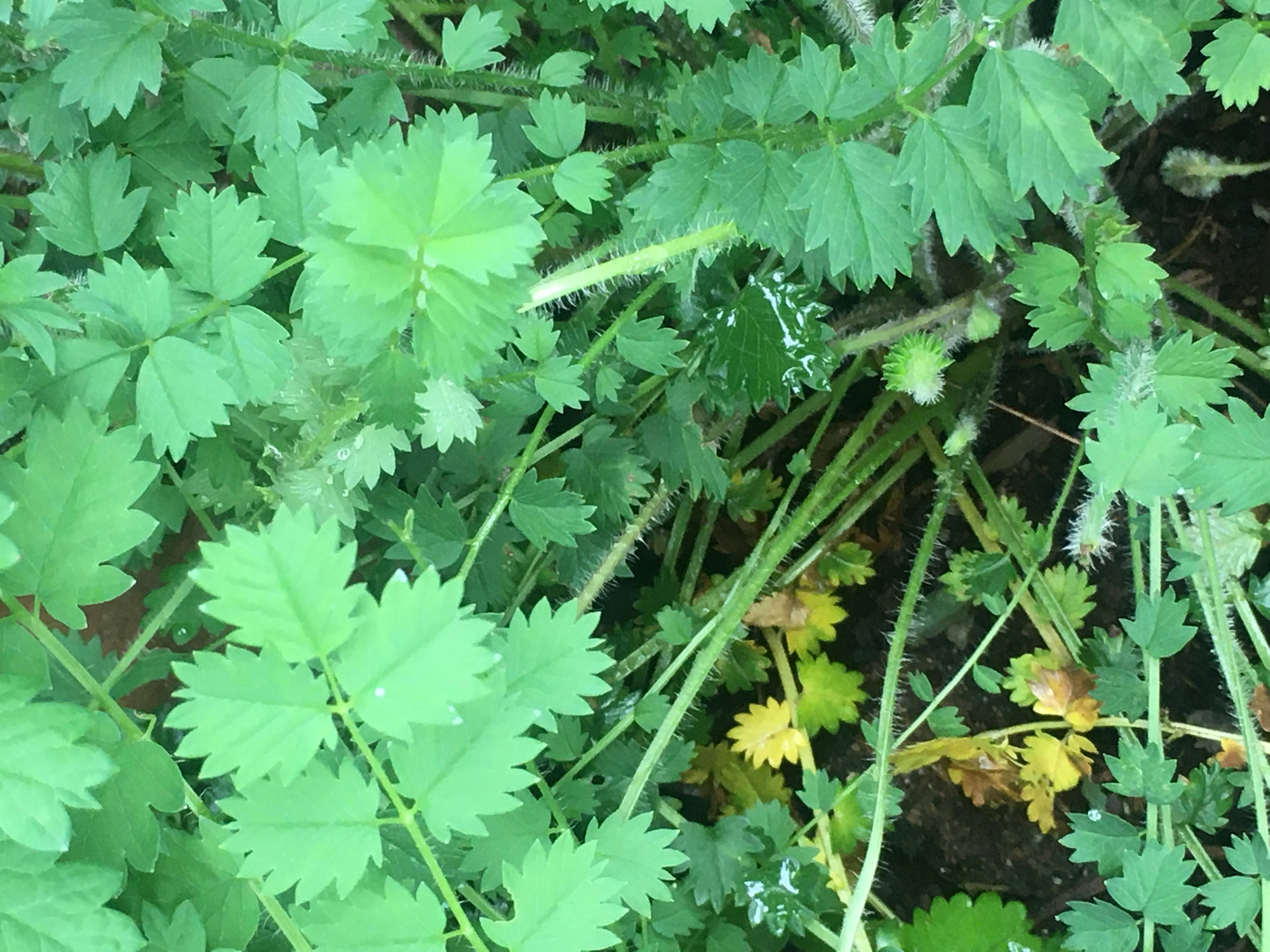 緑色の葉が密集した植物のパターン　黄色い葉もあり