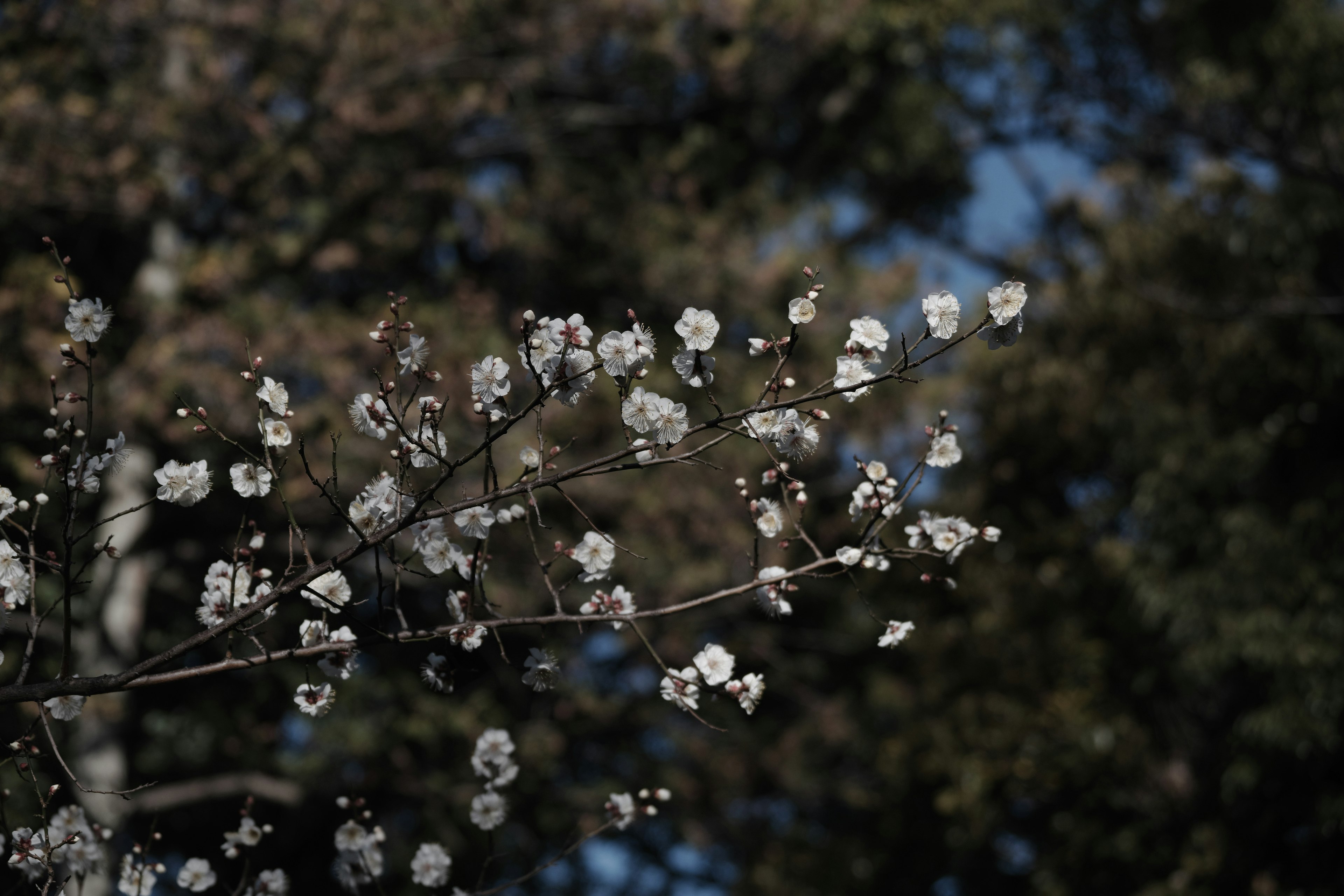 Flores blancas delicadas floreciendo en una rama delgada con un fondo verde borroso