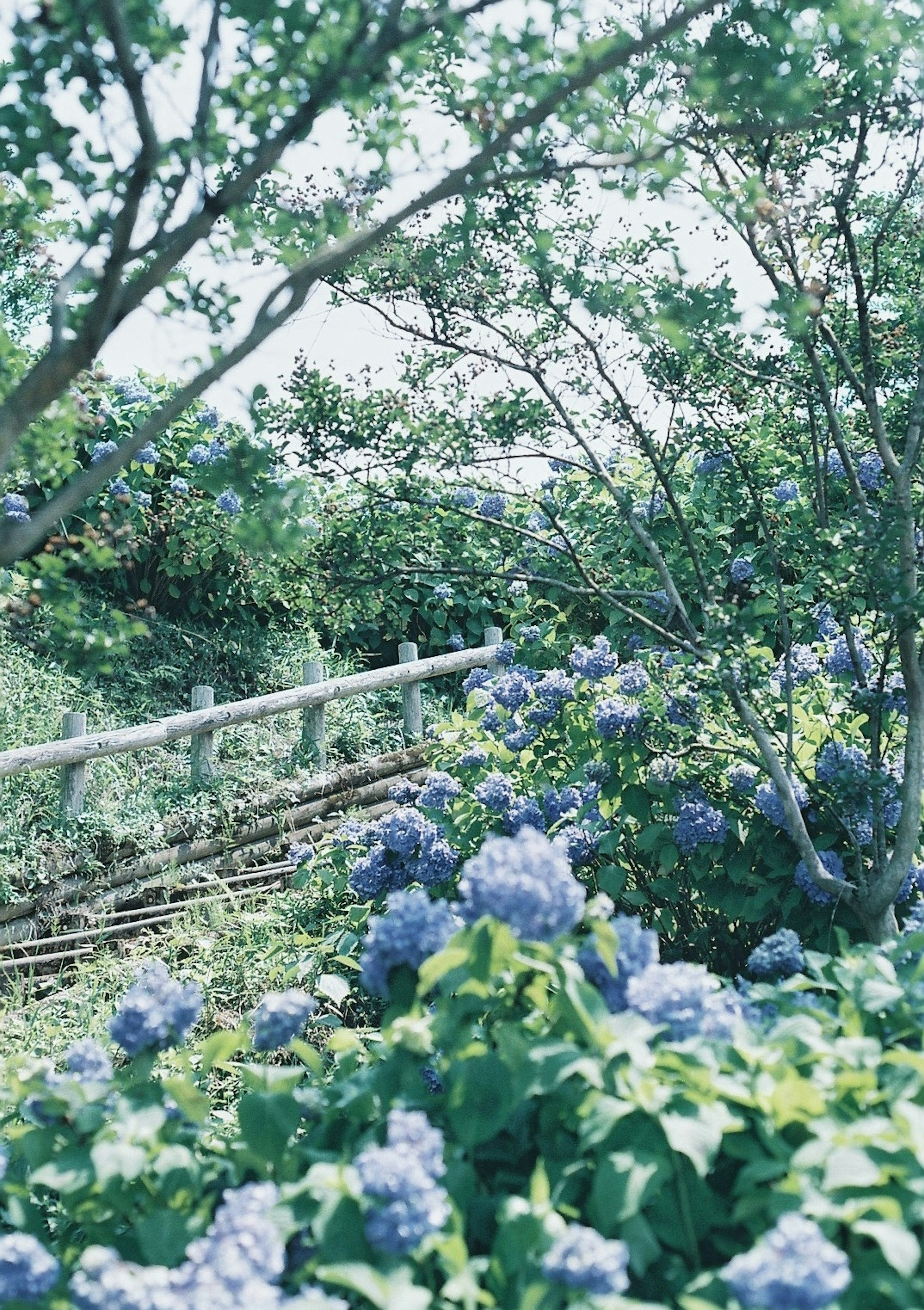 青い花と緑の木々の風景