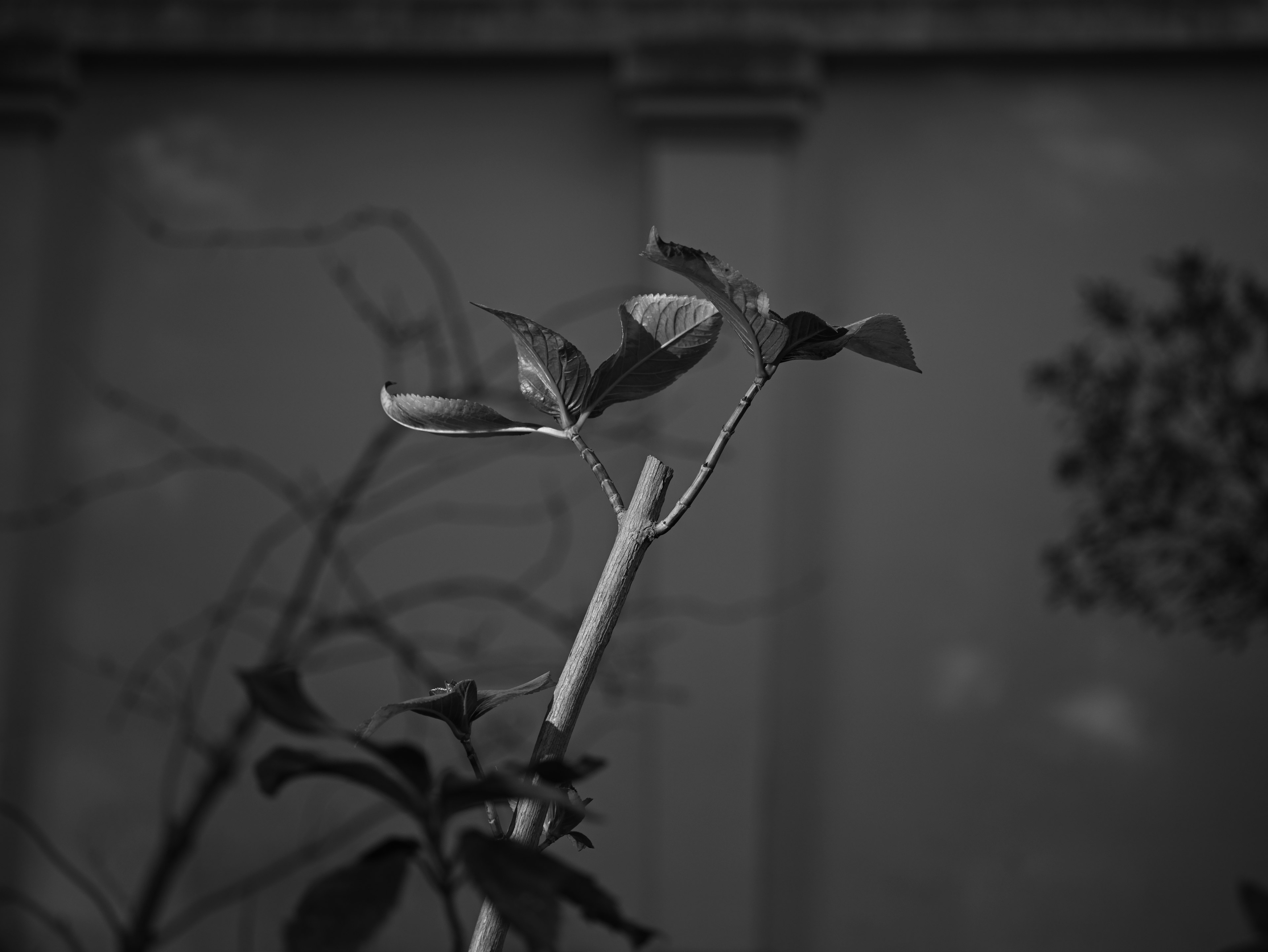 A plant sprouting new leaves against a monochrome background