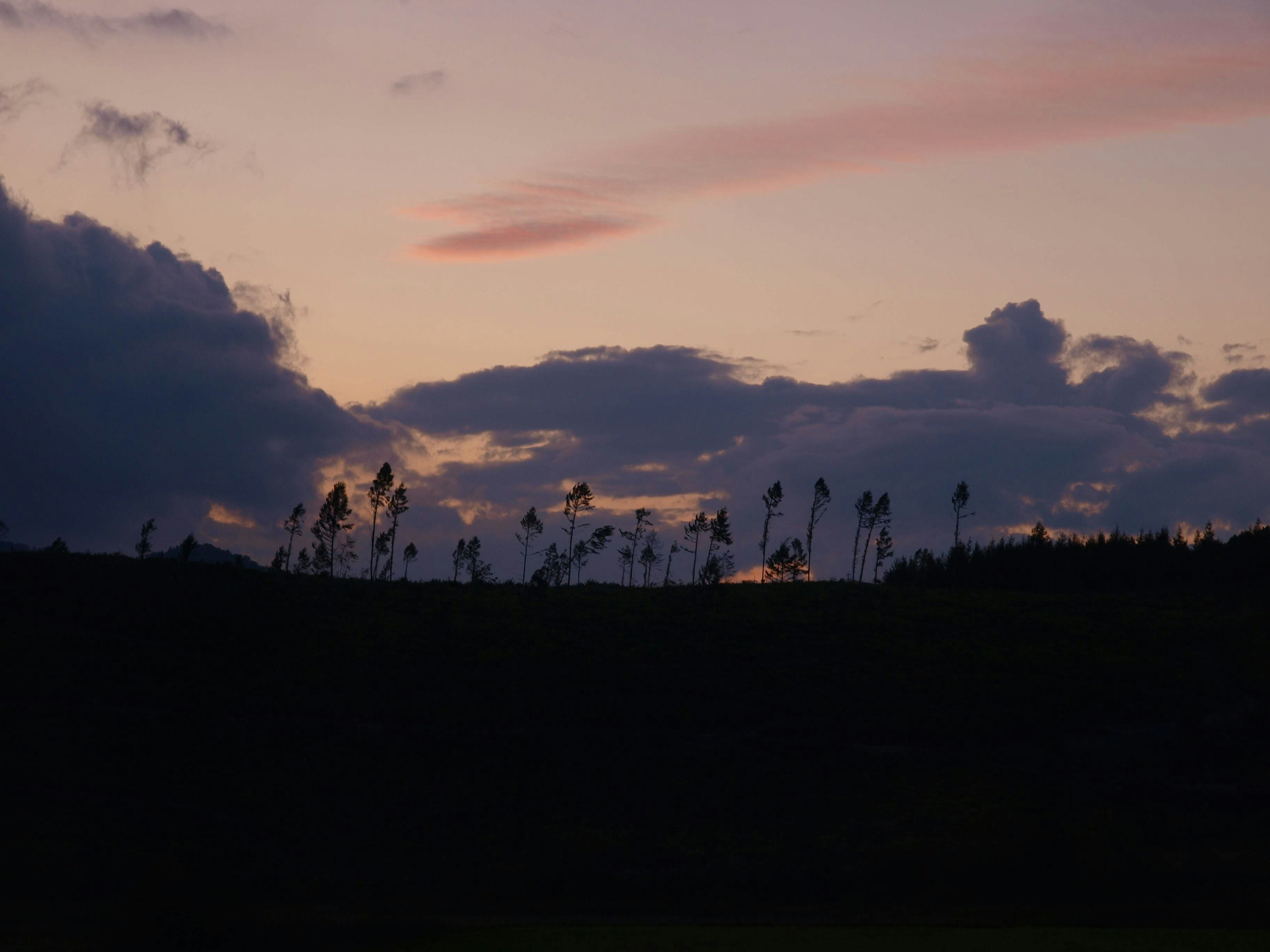 Siluet tanaman di latar belakang langit senja