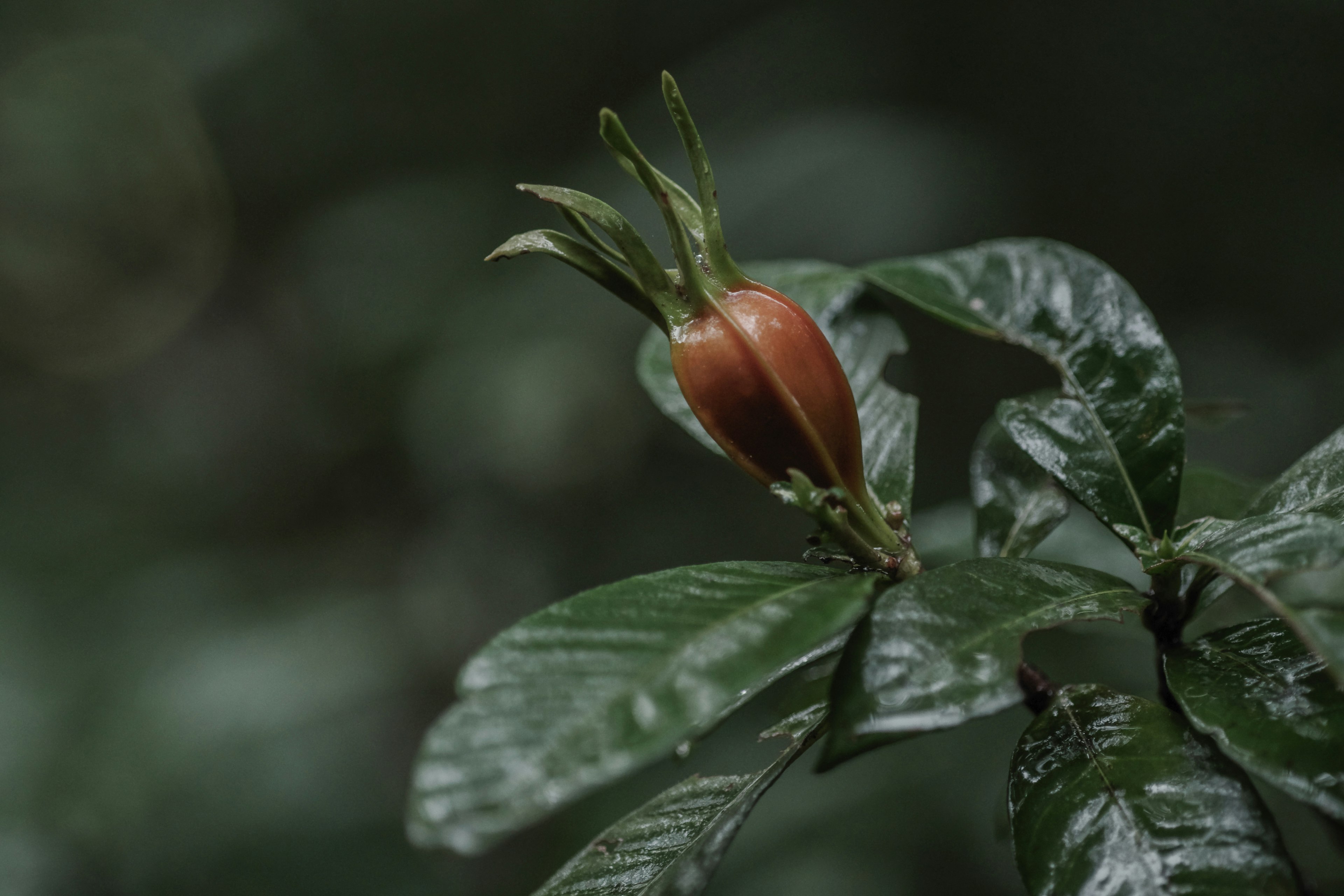 Kedekatan buah belum matang di antara daun hijau