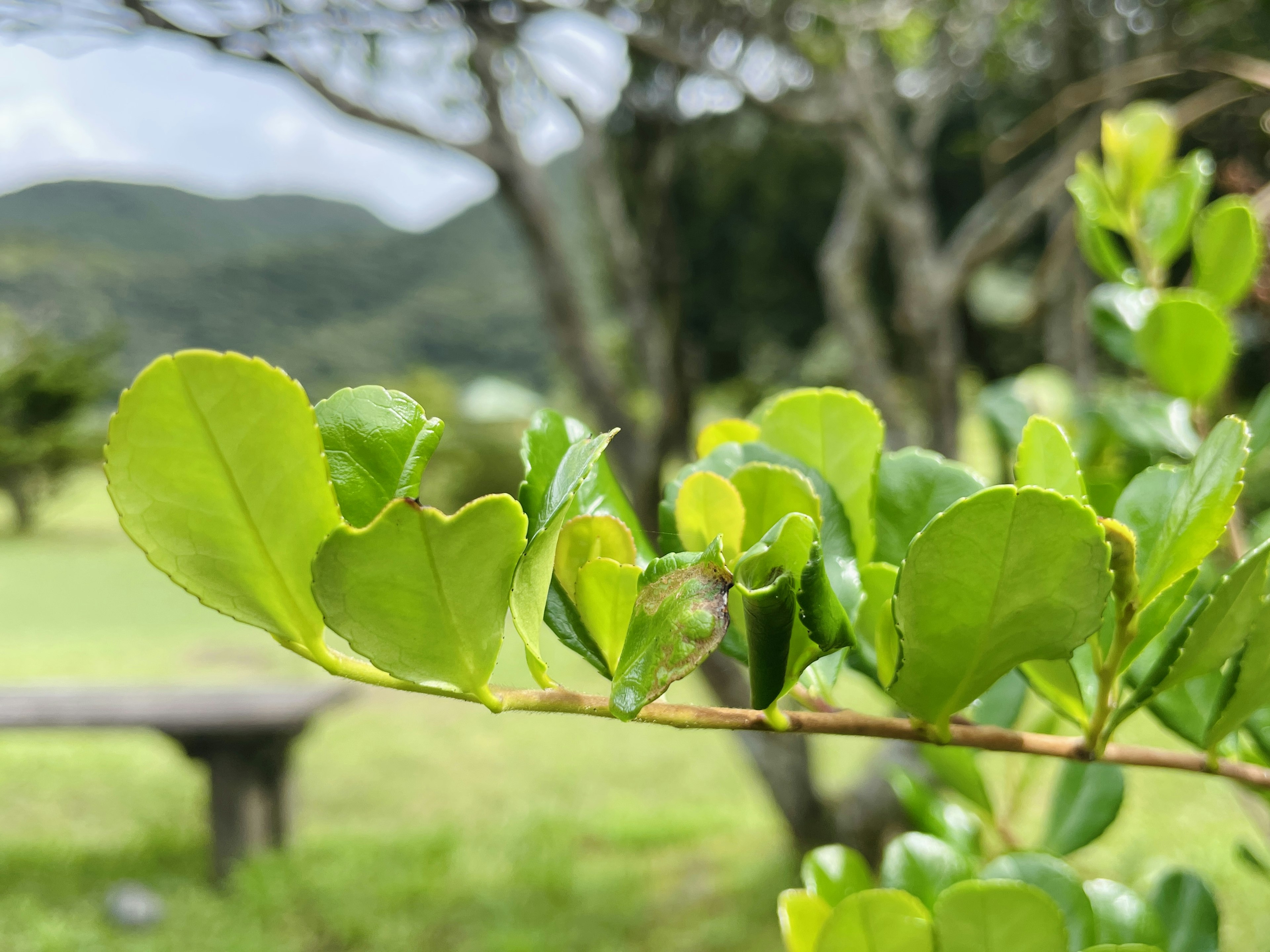 Close-up of green leaves on a branch with a blurred background of mountains and a park bench