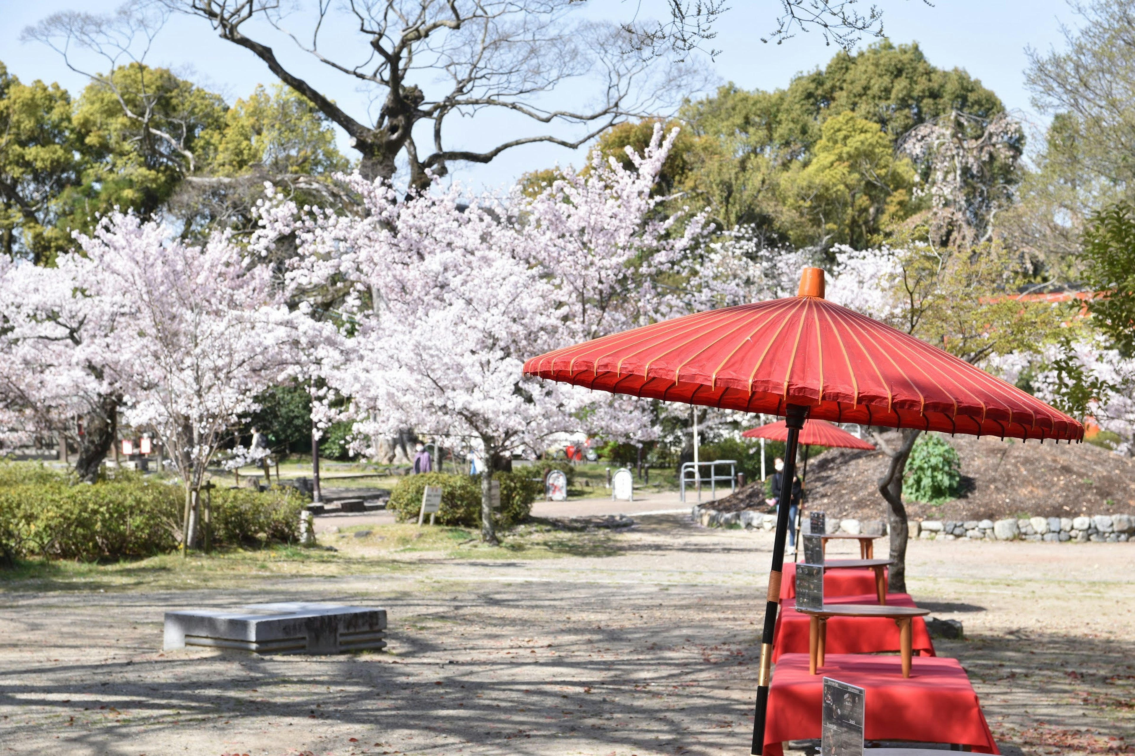 桜の木と赤い傘のある公園の風景