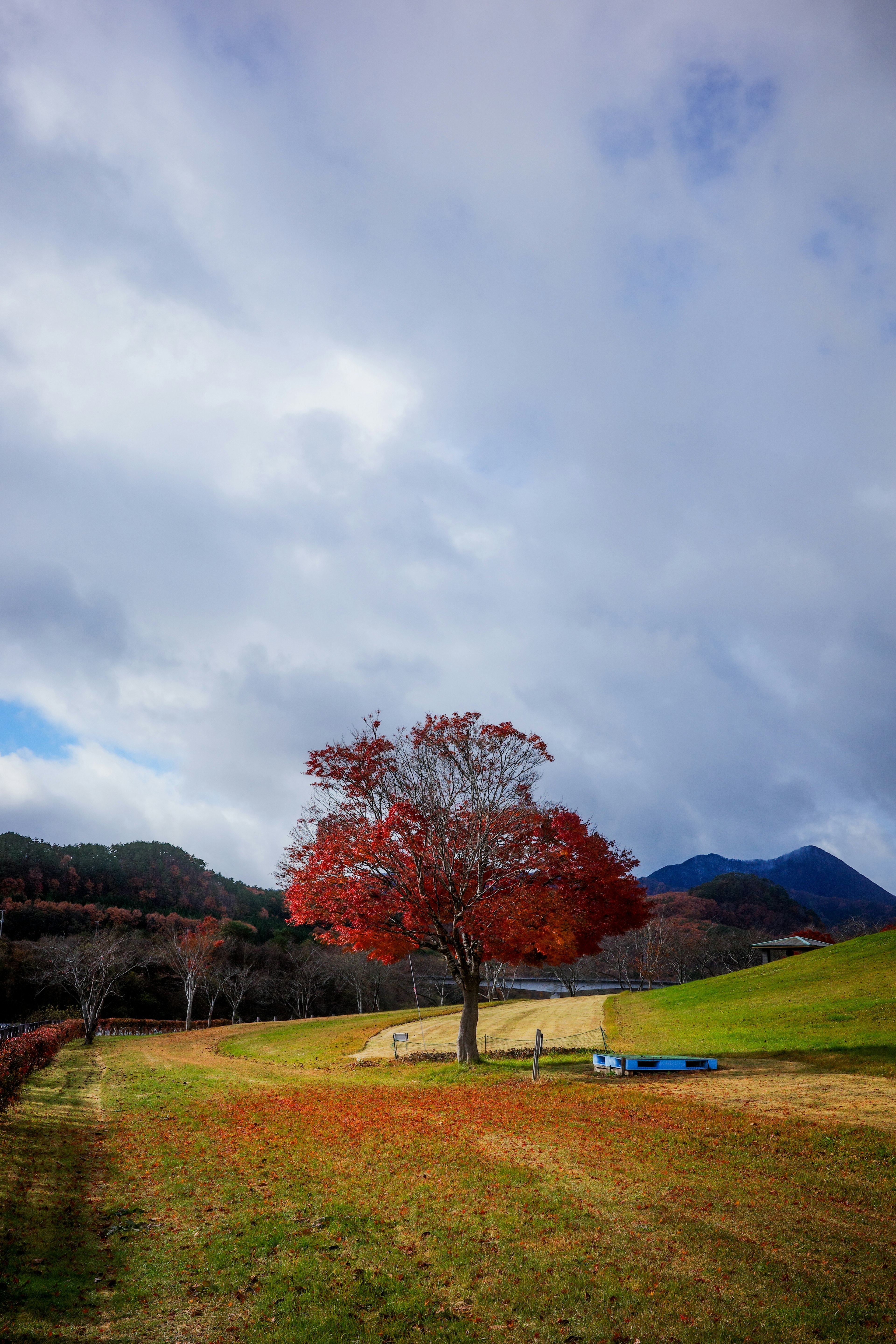 赤い葉を持つ木と広い草原の風景