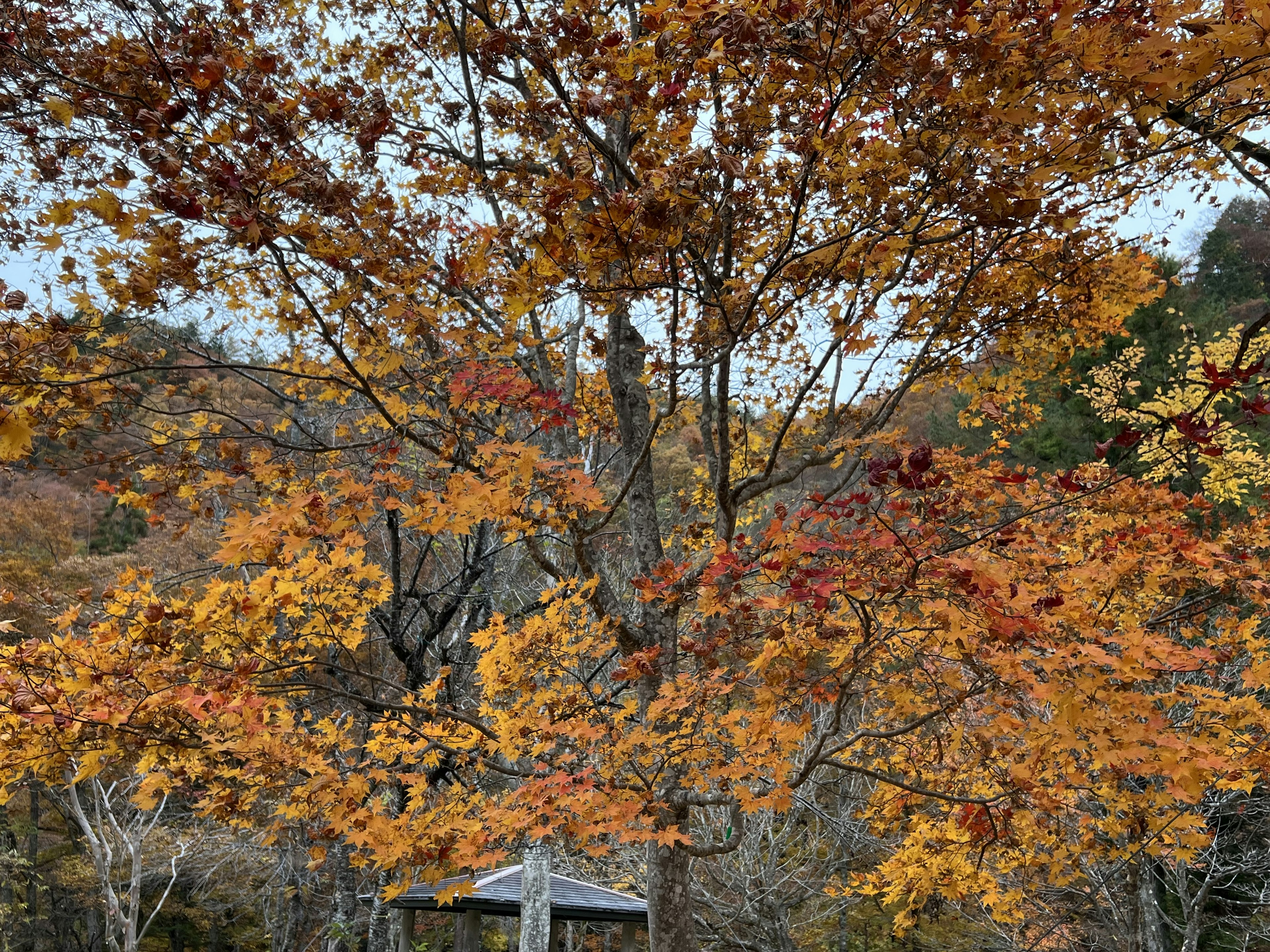 Vista panoramica di un albero con foglie autunnali vibranti e un piccolo gazebo