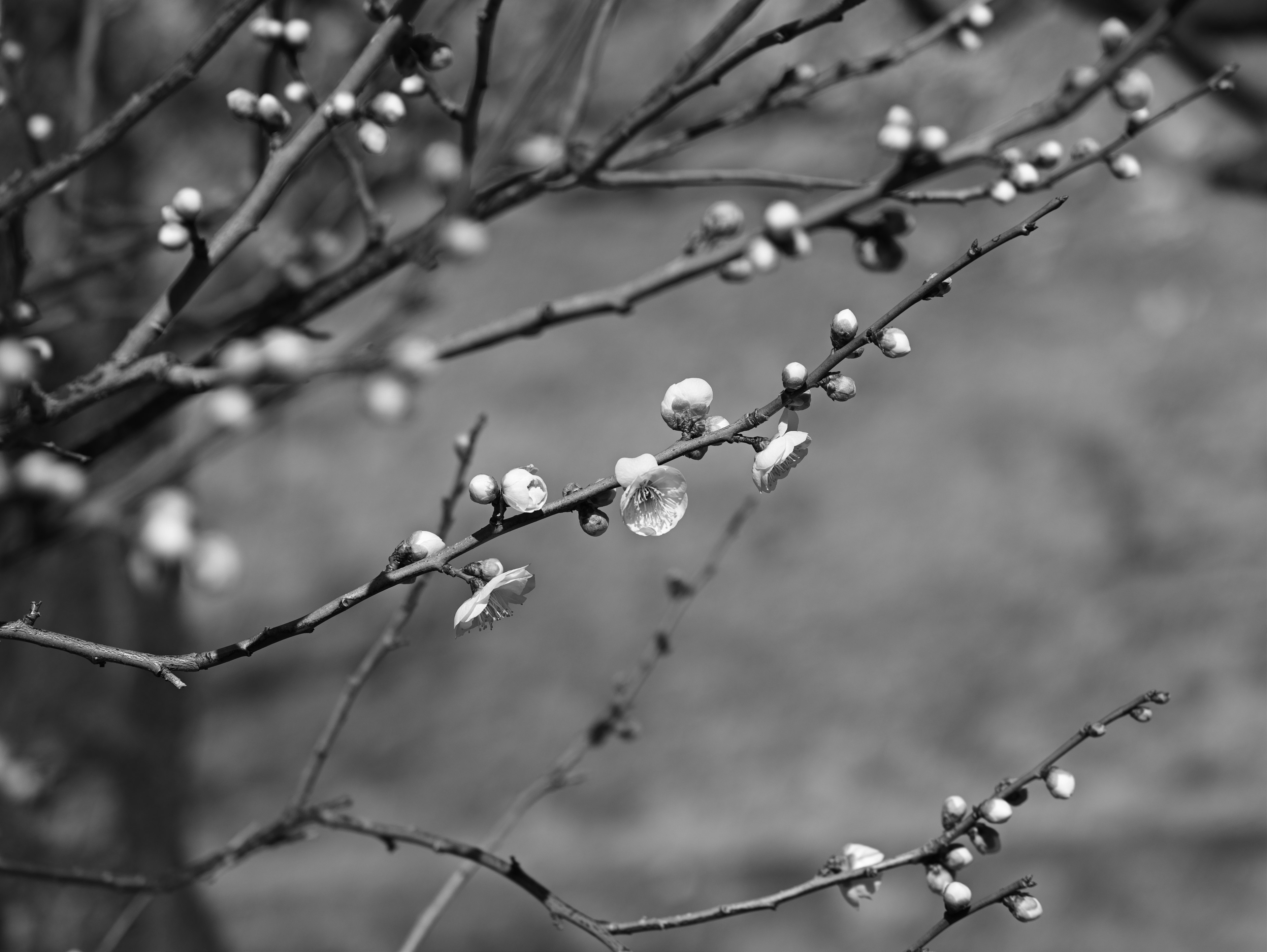 Close-up of plum blossoms on branches in black and white