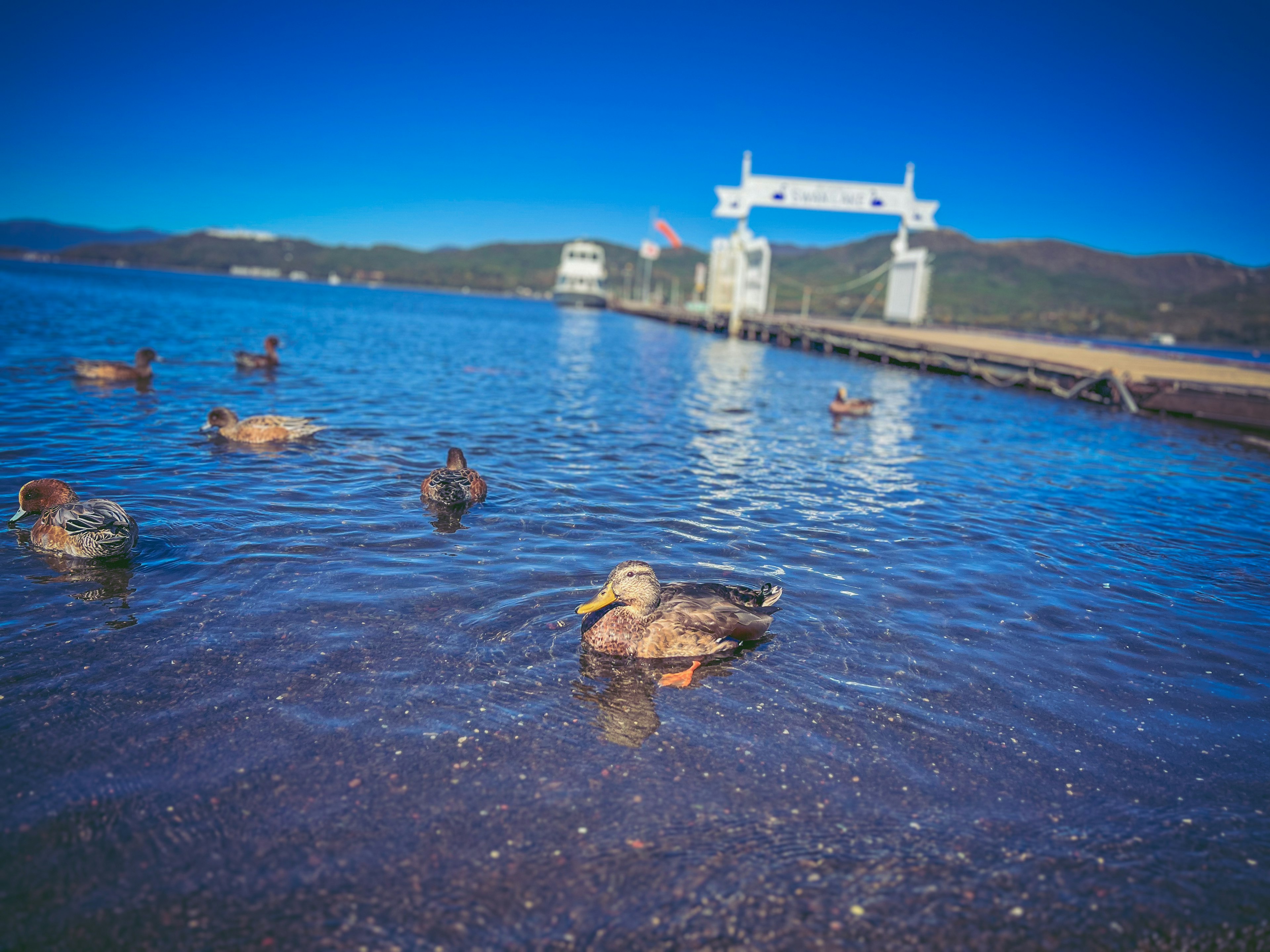 Patos nadando en un lago bajo un cielo azul claro