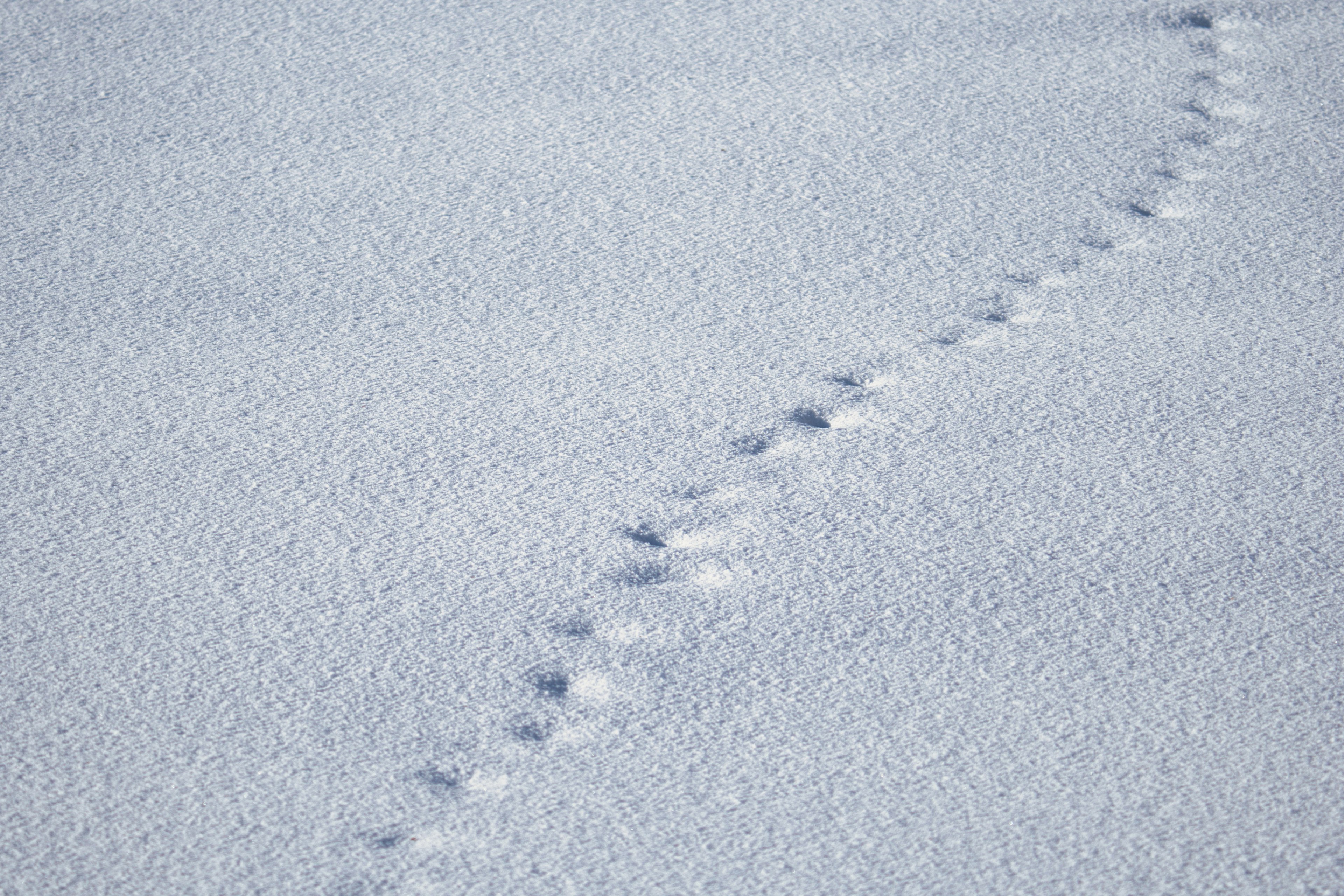 雪の上に残された足跡が続いている風景