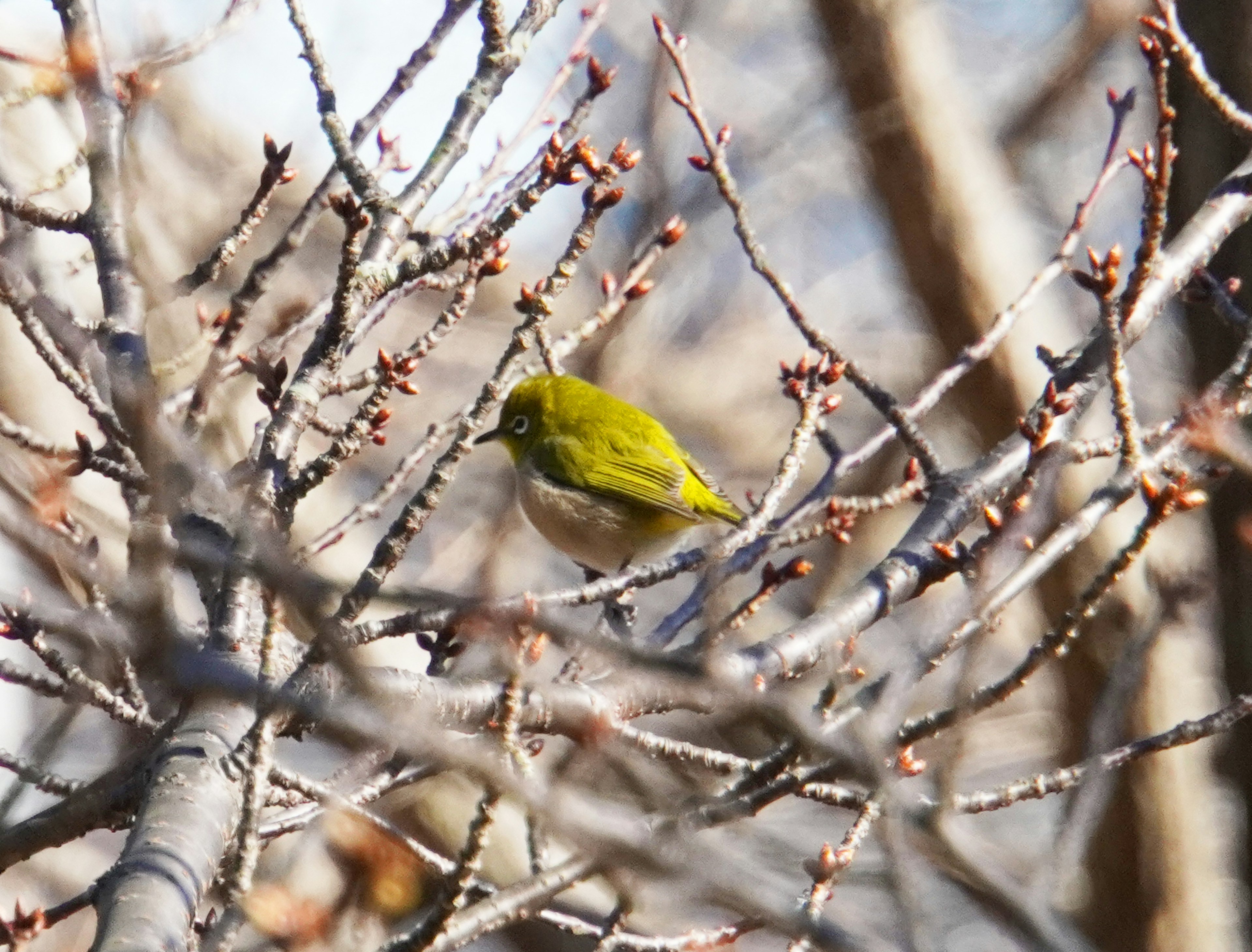 A small green bird perched on branches of a winter tree